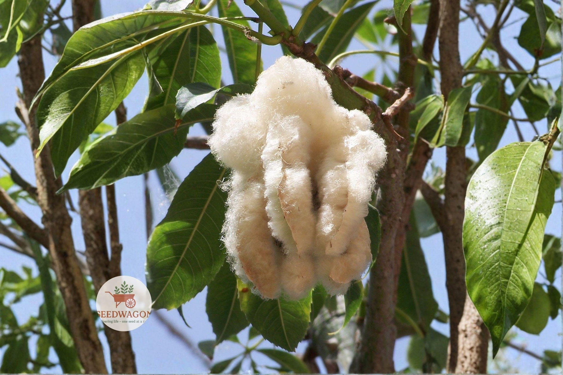 tropical tree seeds,Kapok tree seedlings,Silk Cotton seeds,Ceiba pentandra plant,shade tree seeds,wildlife-friendly tree,ornamental tropical tree,fast-growing tree seeds,rainforest garden plant,warm climate landscape,fluffy seed fiber,umbrella canopy tree,exotic garden seeds