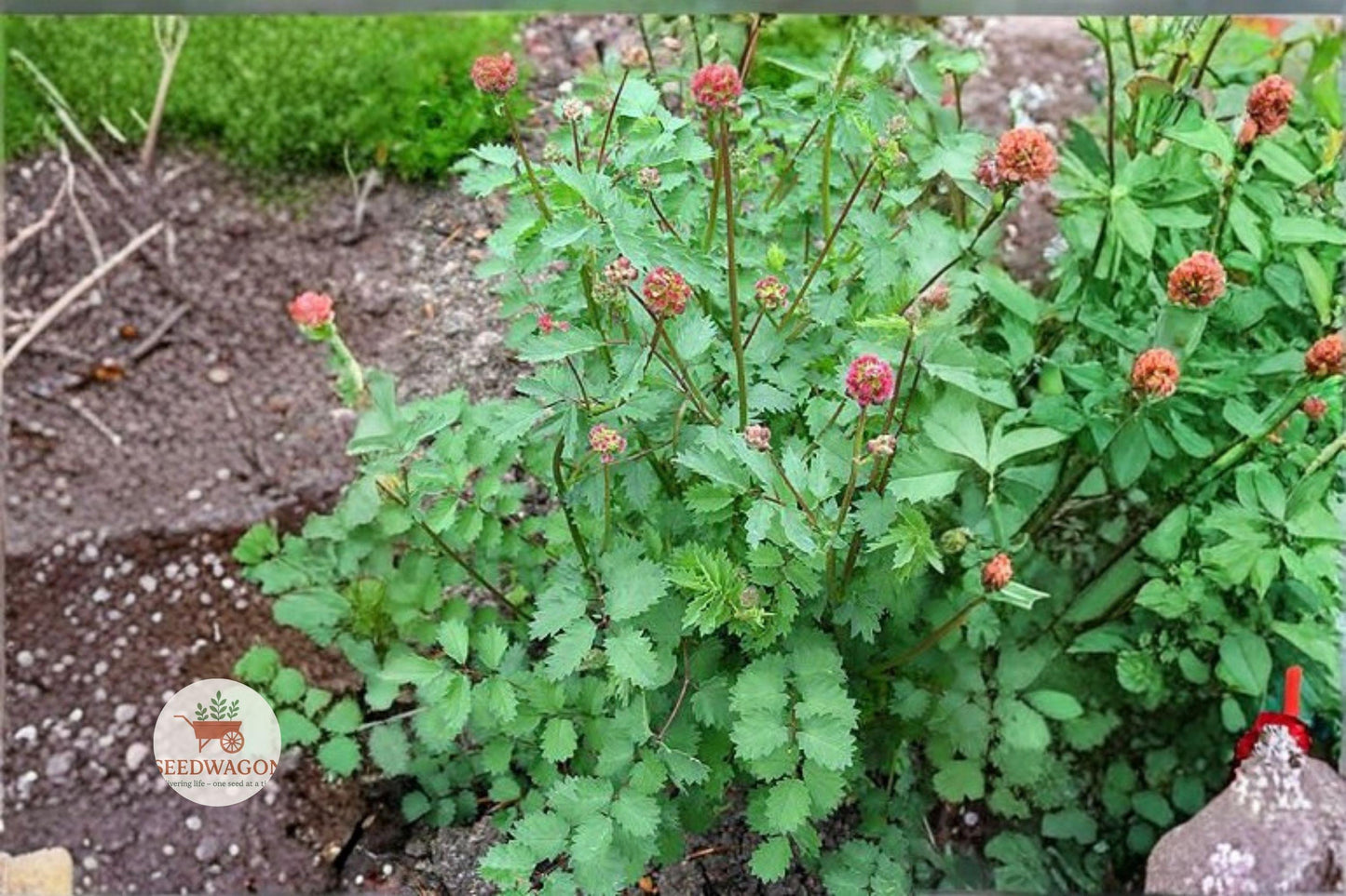 herb seeds, pollinator garden seeds, drought tolerant plants, perennial herb seeds, small burnet seeds, Sanguisorba minor seeds, green foliage seeds, herb garden seeds, rock garden plants, bee attracting seeds, cucumber flavor herbs, low maintenance seeds, heirloom herb seeds