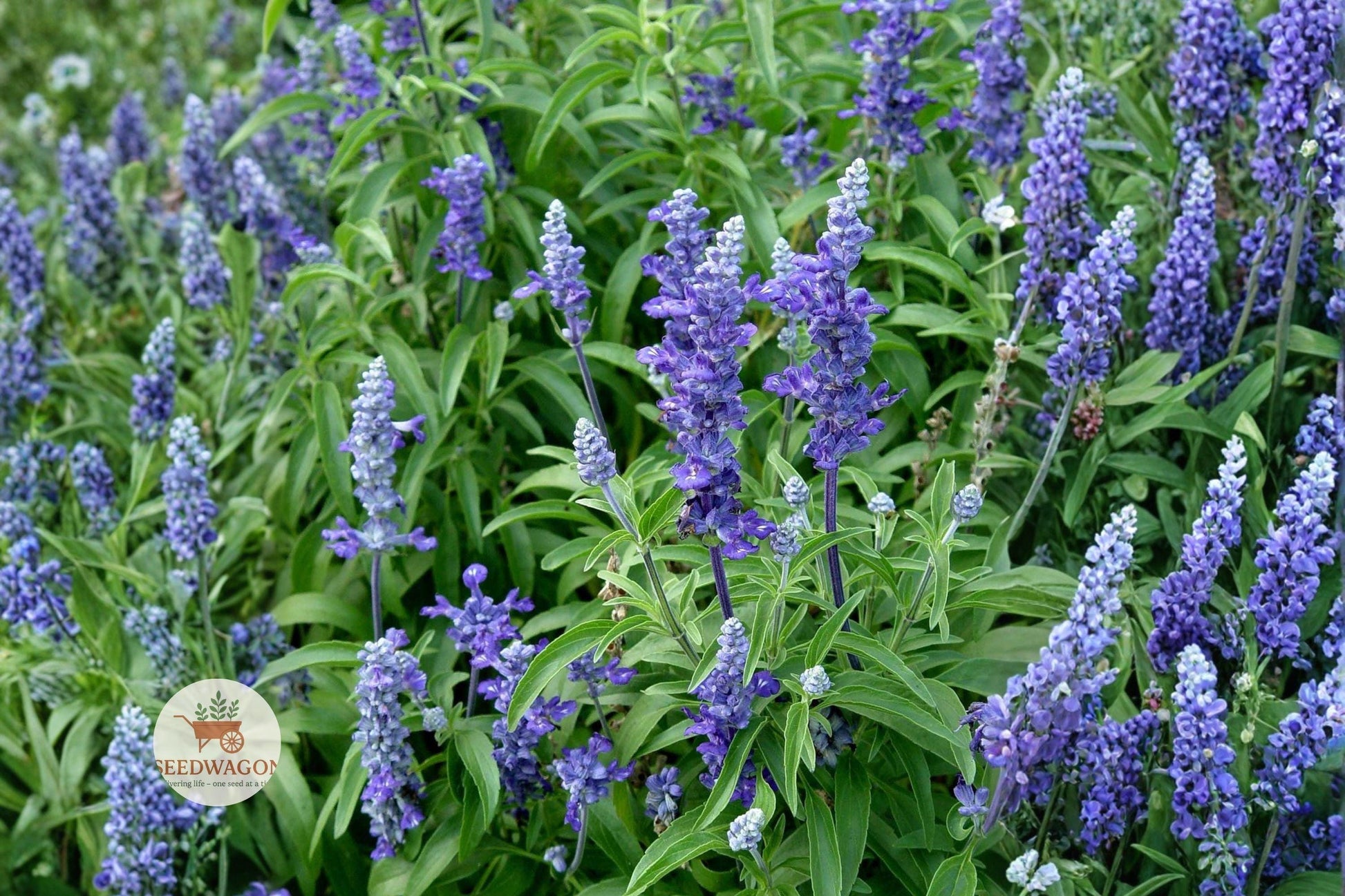 blue sage seeds, salvia farinacea seeds, pollinator garden seeds, purple flower seeds, perennial flower seeds, summer bloom seeds, container plant seeds, cottage garden seeds, nectar-rich seeds, butterfly attracting seeds, drought tolerant seeds, meadow planting seeds, hummingbird friendly seeds