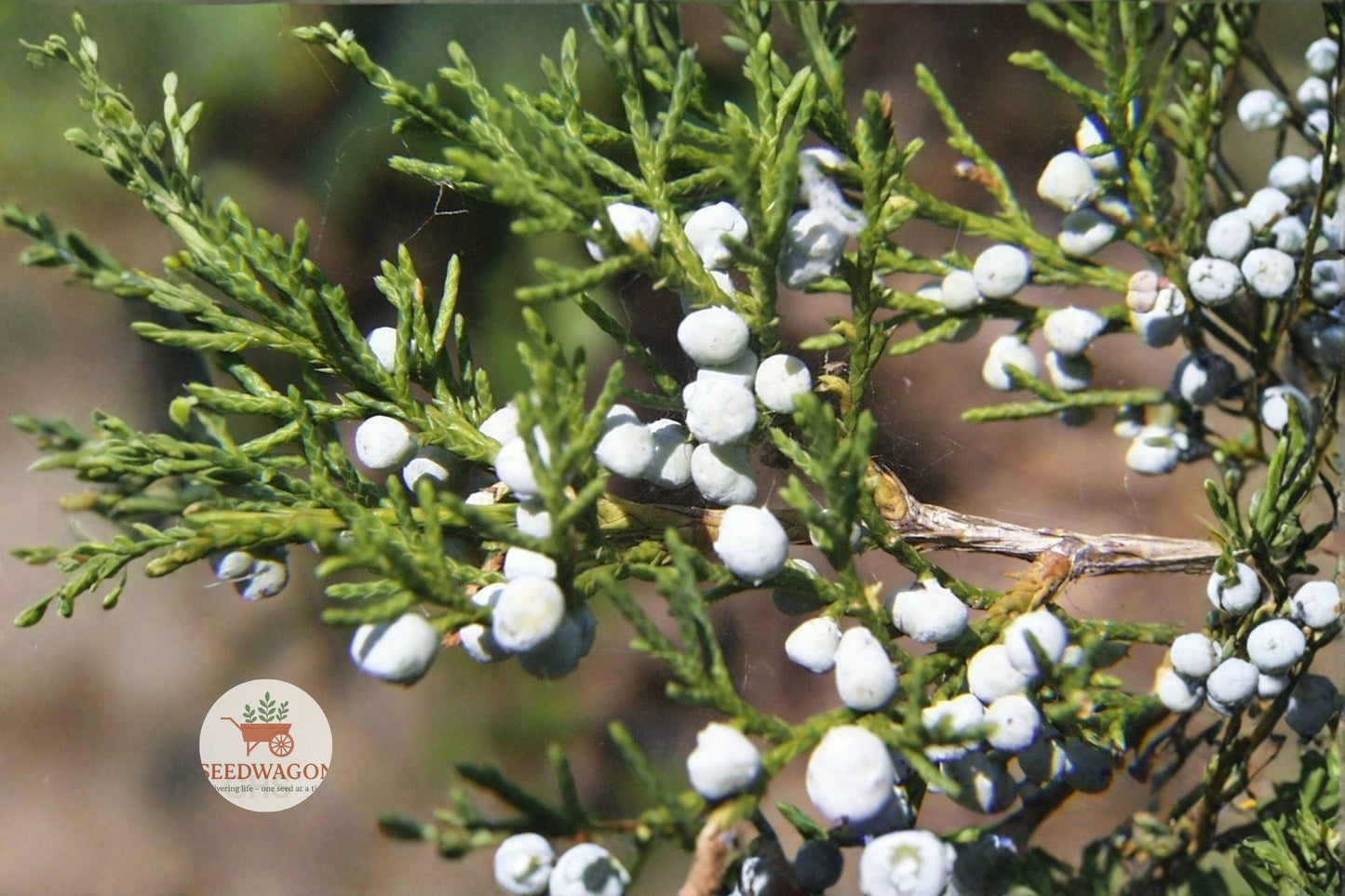 red cedar seeds, juniper bonsai seeds, evergreen tree seeds, native conifer seeds, blue berry juniper, windbreak plant seeds, wildlife habitat seeds, drought tolerant seeds, privacy screen seeds, ornamental evergreen seeds, cold hardy conifer seeds, juniperus virginiana seeds, small tree seed packets