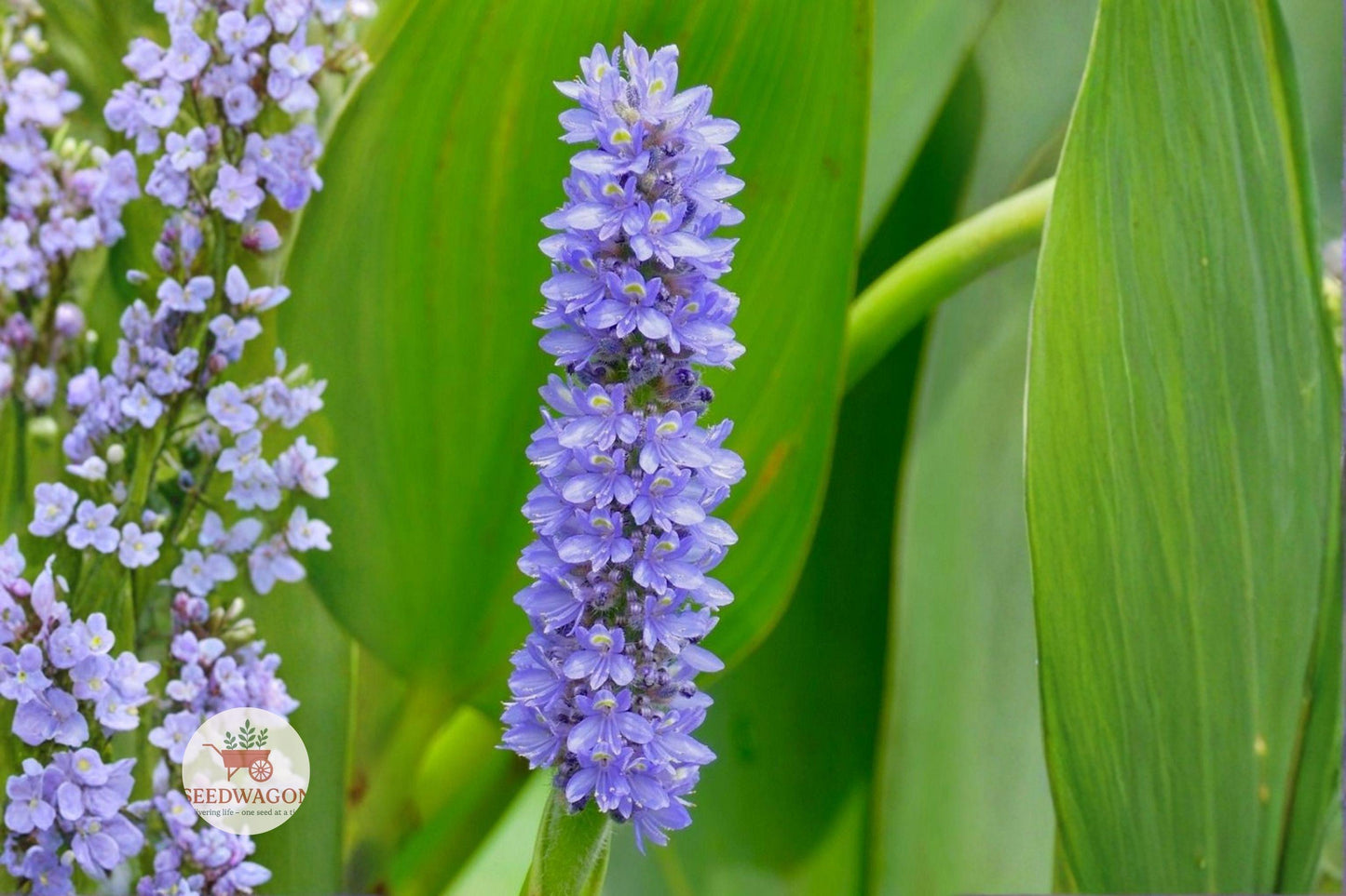 pickerel weed seeds, aquatic pond plant, native water plant, purple flower seeds, wetland garden seeds, water garden plant, pollinator friendly seeds, aquatic perennial seeds, marsh plant seeds, rain garden seeds, shallow water plant, native aquatic seeds, pond edge plant