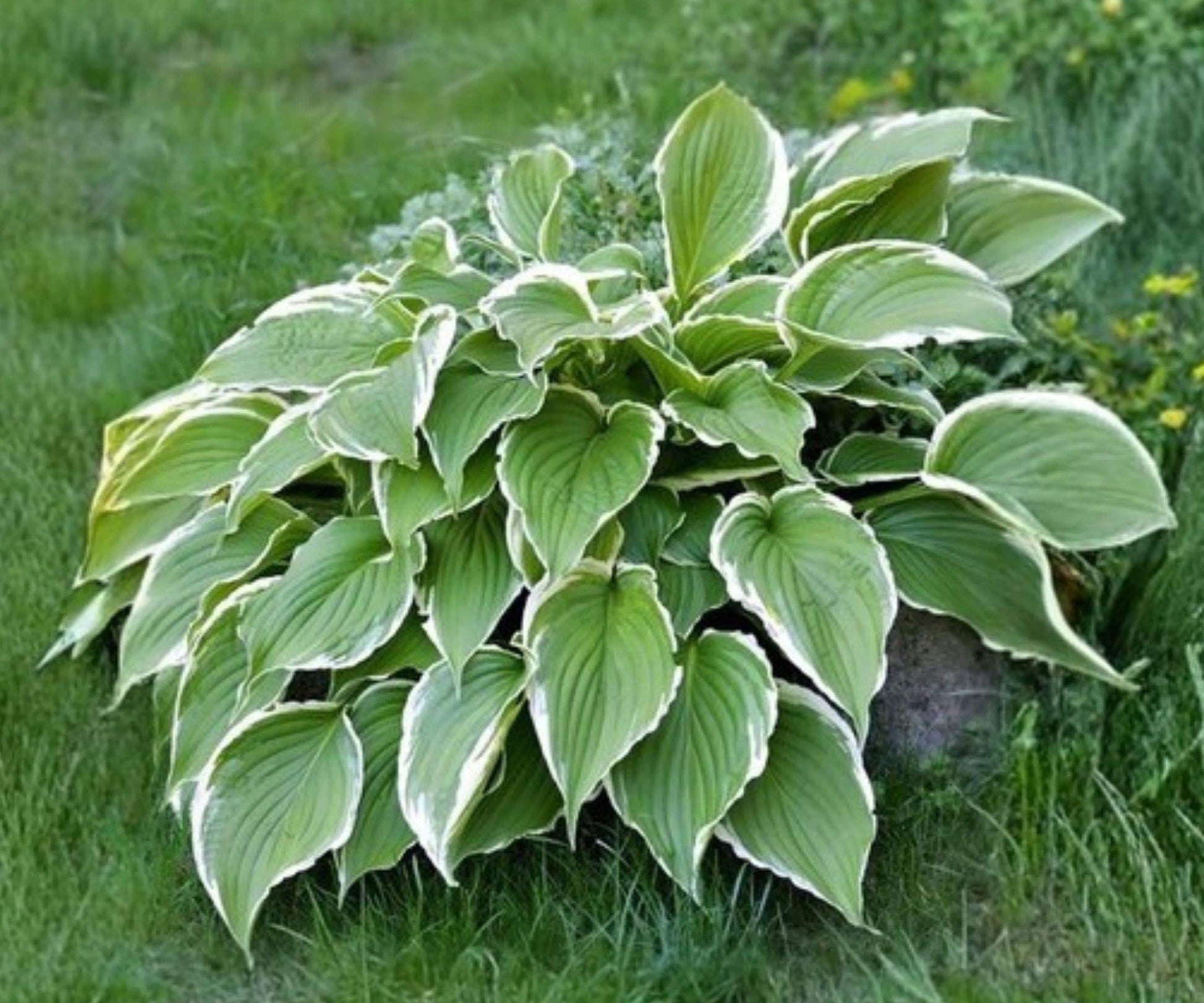 Hosta Francee Bare Roots – Variegated Green White Foliage, Shade Garden Perennials, Lavender Blooms, Herbaceous Plant
