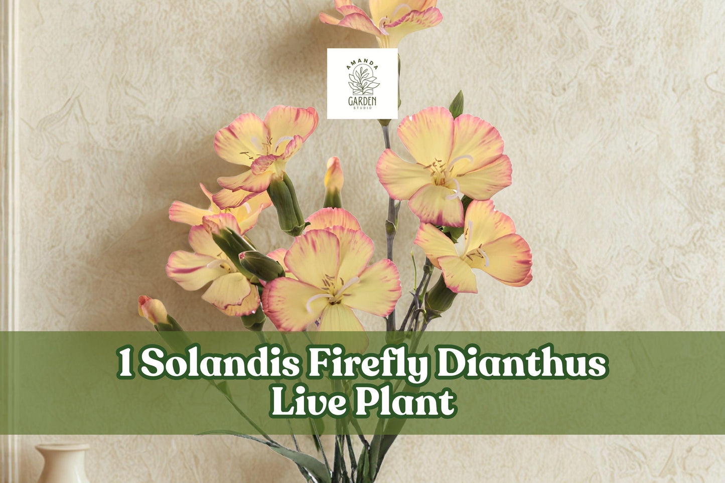 Solandis Firefly Dianthus Live Plant Plug - Rare Yellow Flowers with Red Edging, Perennial, Full Sun, 12-20" Height