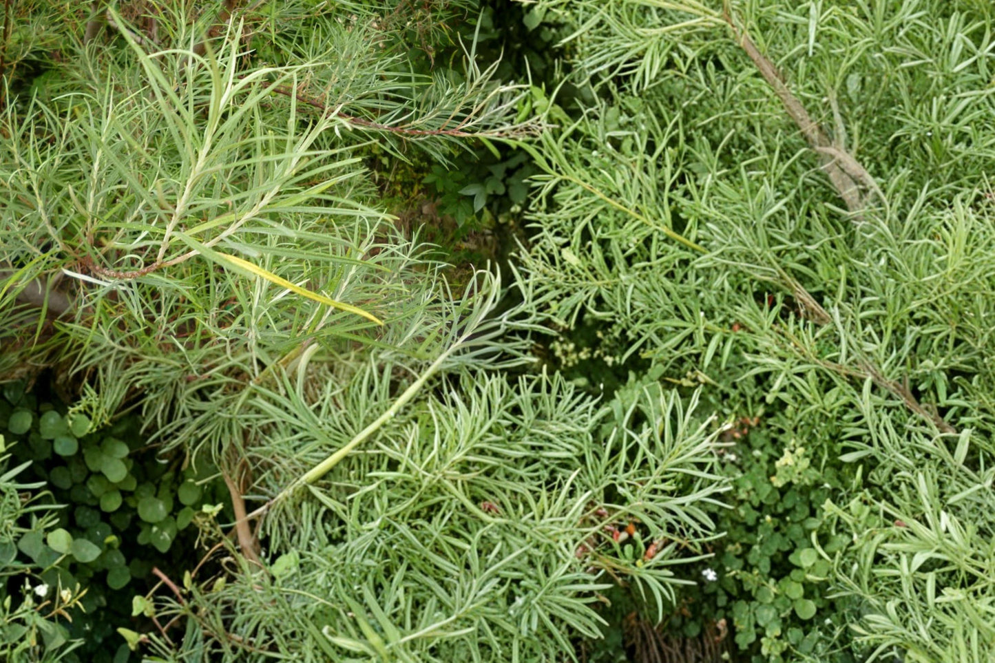 Rosemary Willow Cuttings – Salix rosmarinifolia, 10 Live Shrub/Small Tree Planting Material for Hedging & Screening