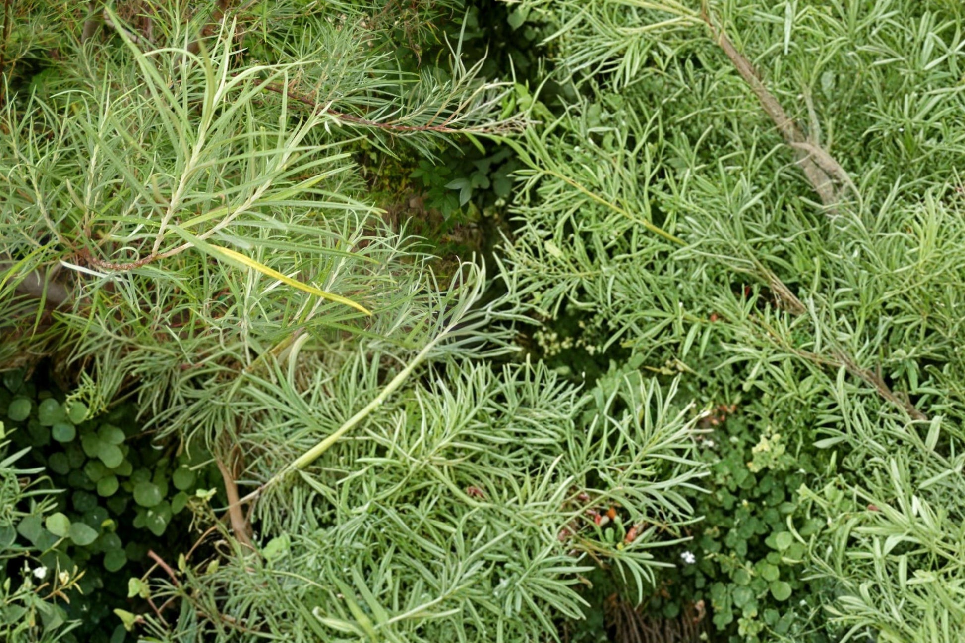 Rosemary Willow Cuttings – Salix rosmarinifolia, 10 Live Shrub/Small Tree Planting Material for Hedging & Screening
