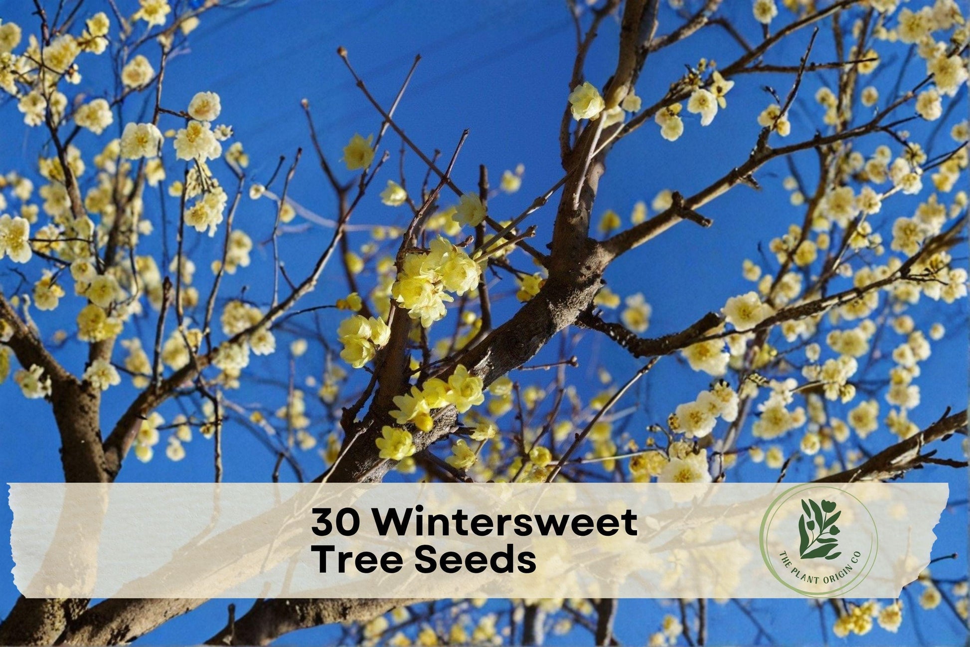 Winterbloom Seeds - Chimonanthus praecox, Fragrant Yellow Flowers, Outdoor Ornamental Shrub, 30 Seeds
