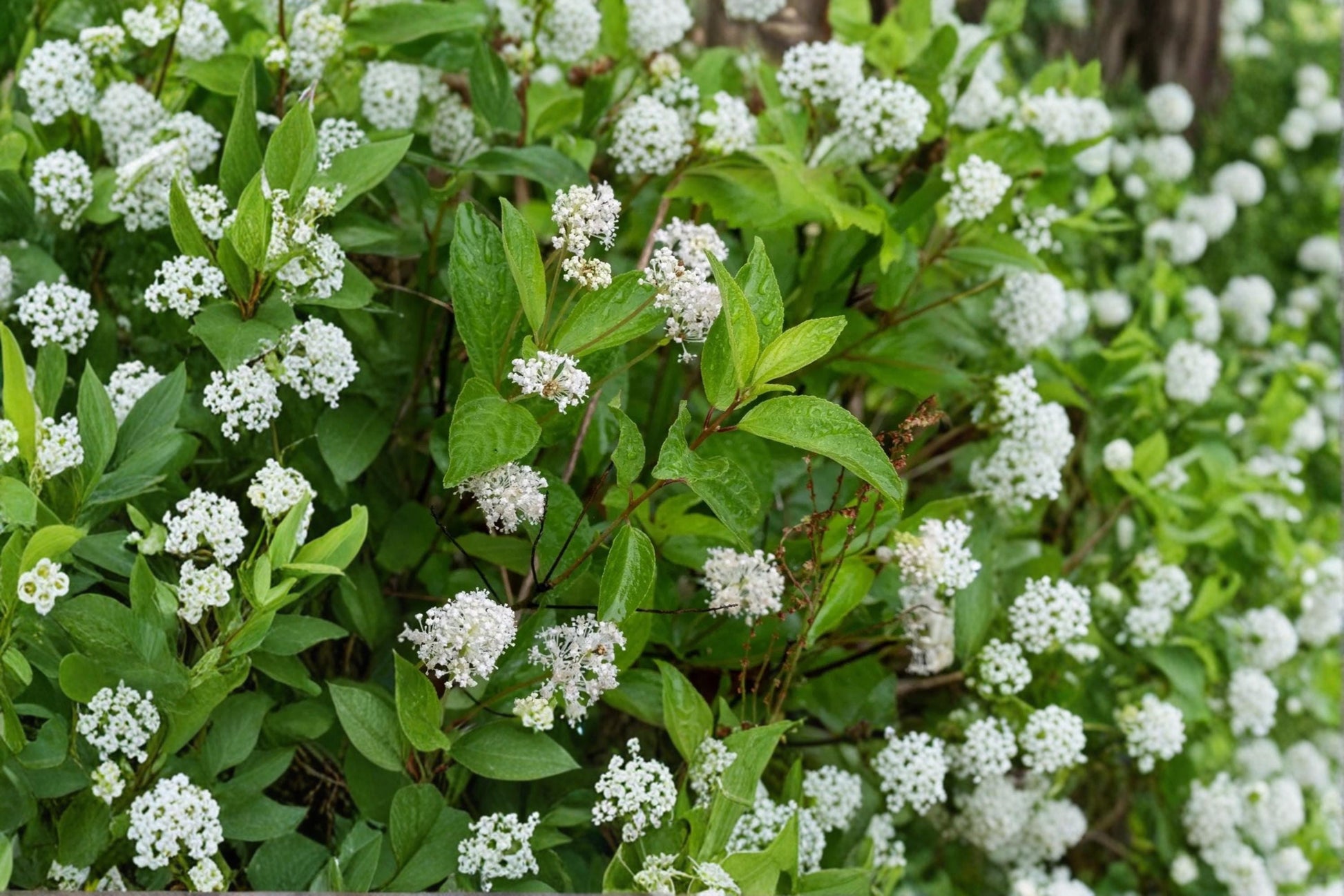 New Jersey Tea Seeds – Ceanothus americanus – Native Shrub for Garden Borders & Landscaping