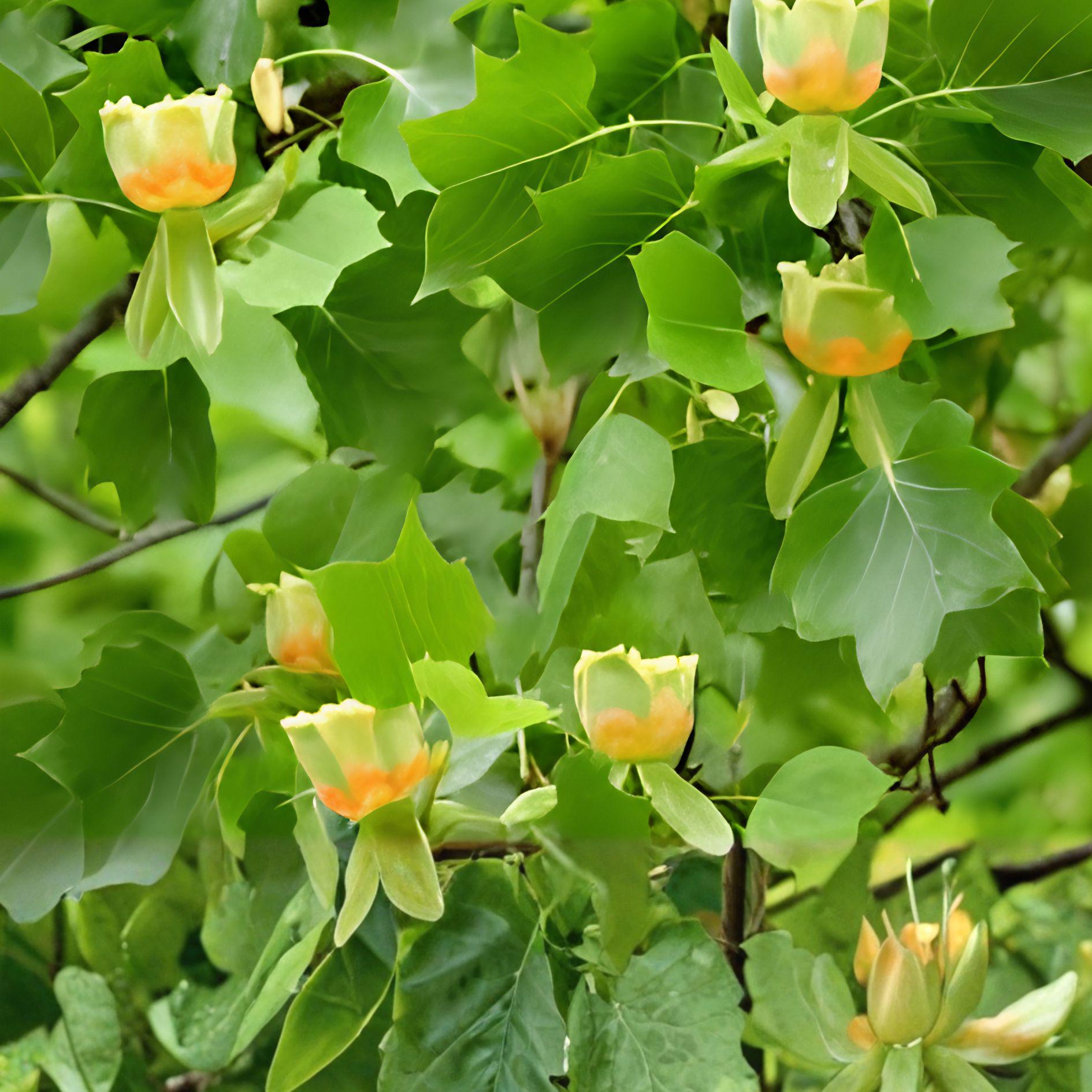 Tulip Poplar Live Tree 16–24 Inches Bare Root Liriodendron tulipifera Deciduous Shade Tree