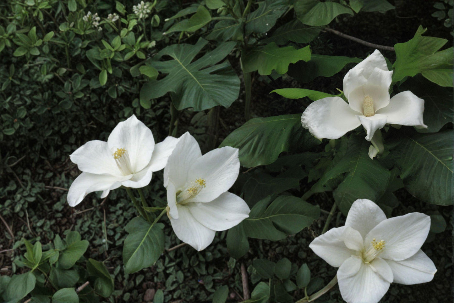 Bigleaf White Magnolia Bare Root Plant – Magnolia macrophylla – Ornamental Tree with Large White Flowers