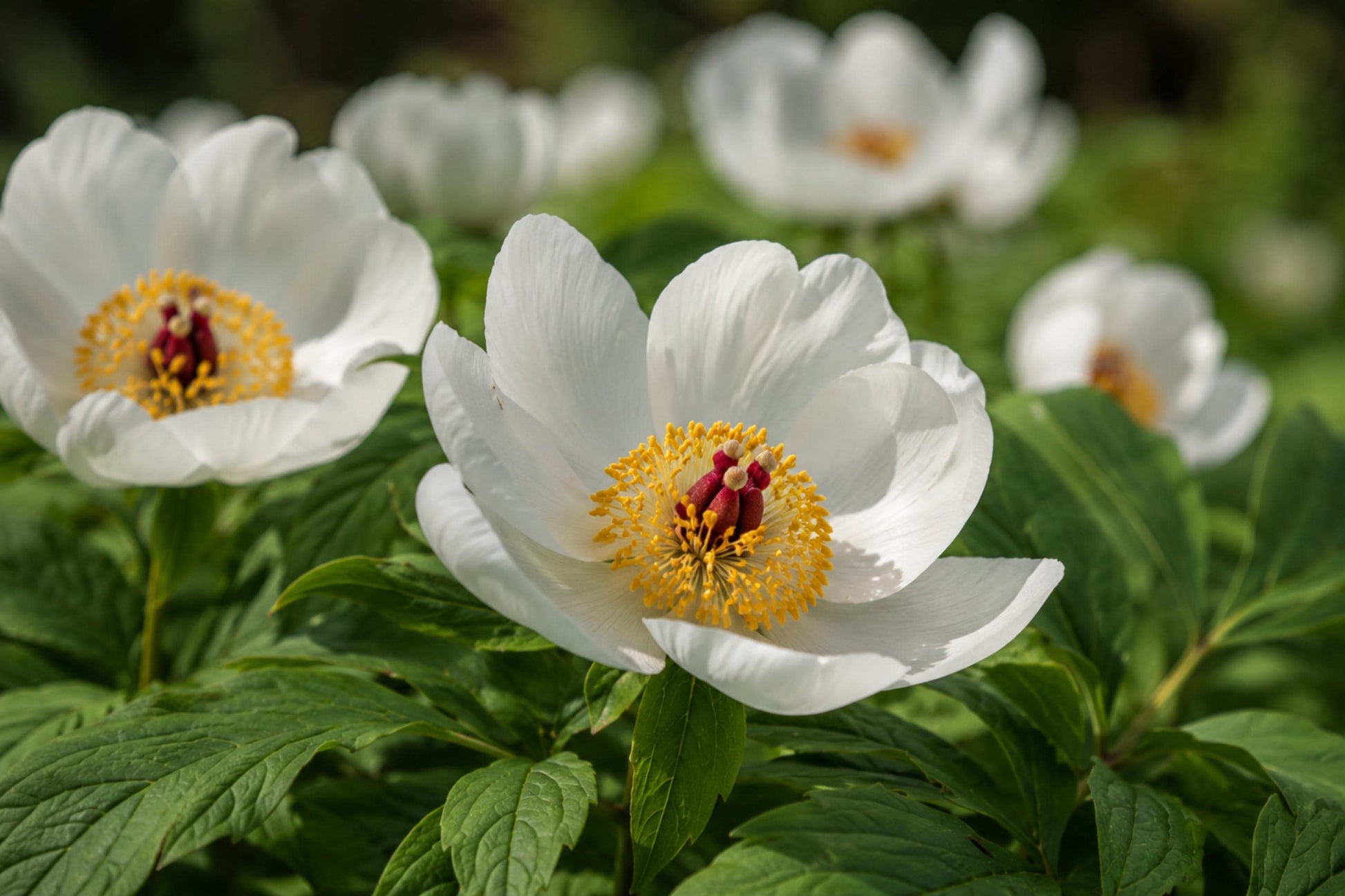 Japanese Woodland Peony Seeds – Rare Paeonia japonica, White Blooms, Shade-Loving Perennial for Woodland Gardens and Natural Landscapes