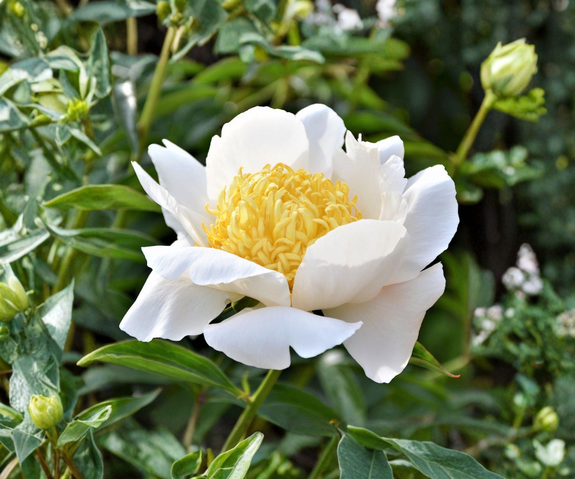 Peony Root Division Moon of Nippon White Yellow Japanese Style Herbaceous Perennial