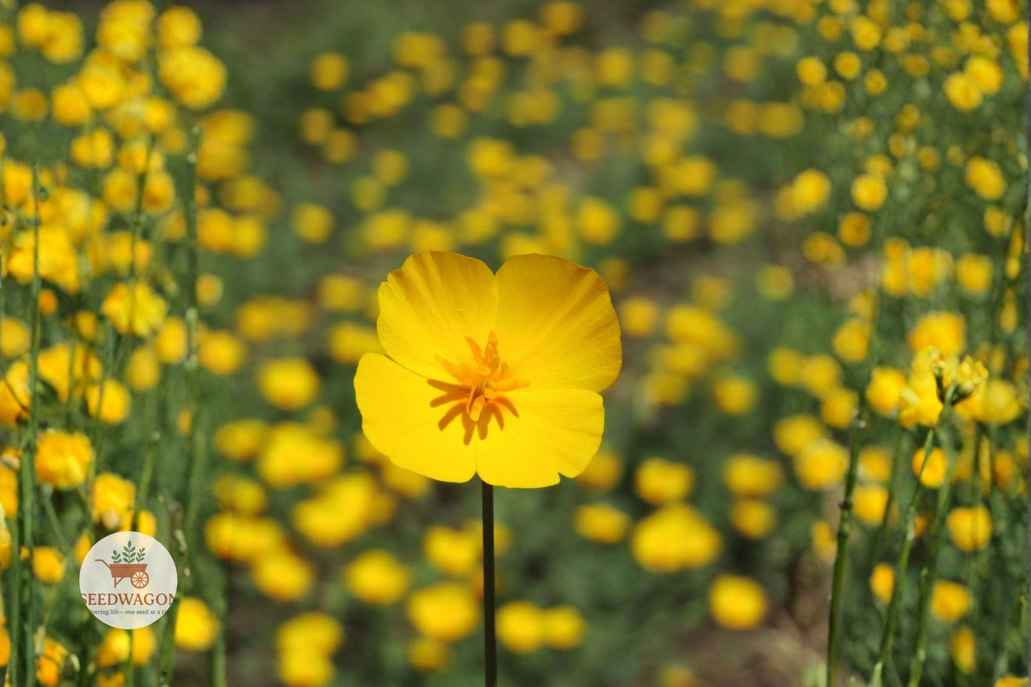 California Poppy Seeds, Drought Tolerant Wildflower, Yellow Flower Seeds, Native Annual Seeds, Rock Garden Plants, Butterfly Attracting Seeds, Bee Friendly Wildflower, Compact Poppy Seeds, Xeriscape Garden Seeds, Spring Bloom Seeds, Well-Drained Soil Seeds, Pollinator Garden Seeds, Easy Grow Wildflower