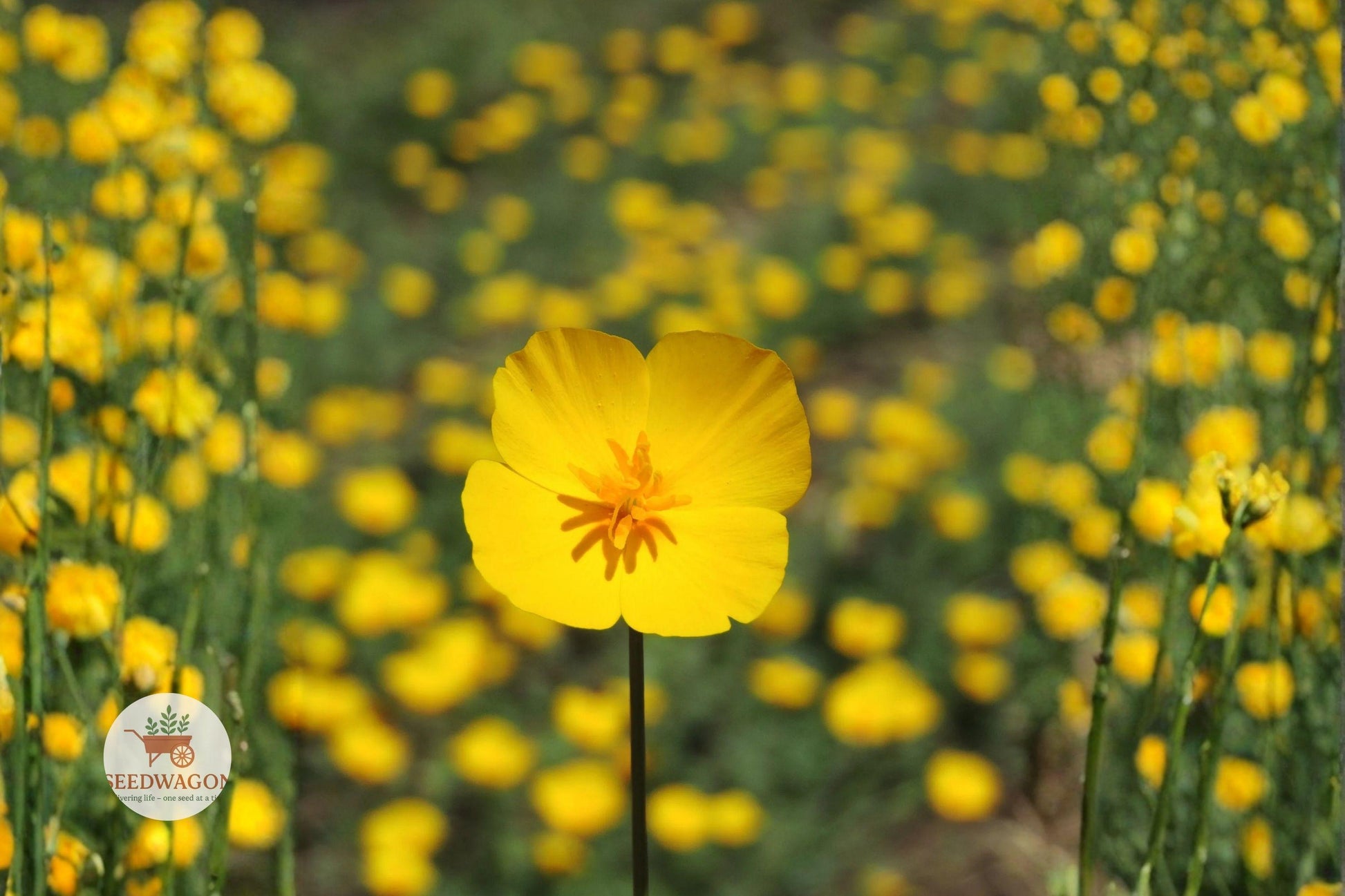 California Poppy Seeds, Drought Tolerant Wildflower, Yellow Flower Seeds, Native Annual Seeds, Rock Garden Plants, Butterfly Attracting Seeds, Bee Friendly Wildflower, Compact Poppy Seeds, Xeriscape Garden Seeds, Spring Bloom Seeds, Well-Drained Soil Seeds, Pollinator Garden Seeds, Easy Grow Wildflower