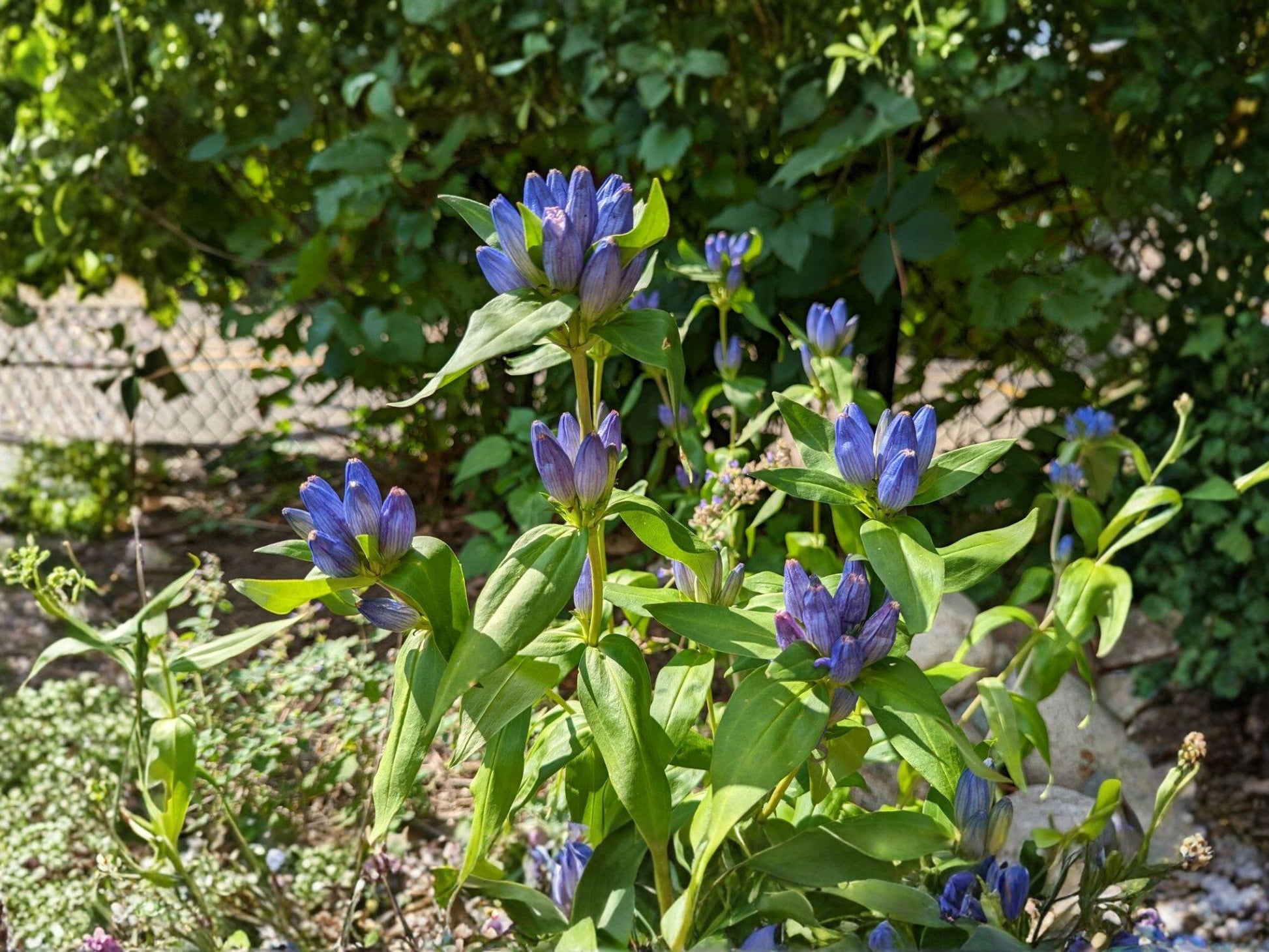 Bottle Gentian Seeds - Gentiana Andrewsii, Deep Blue Flowering Perennial for Garden Beds & Natural Landscapes