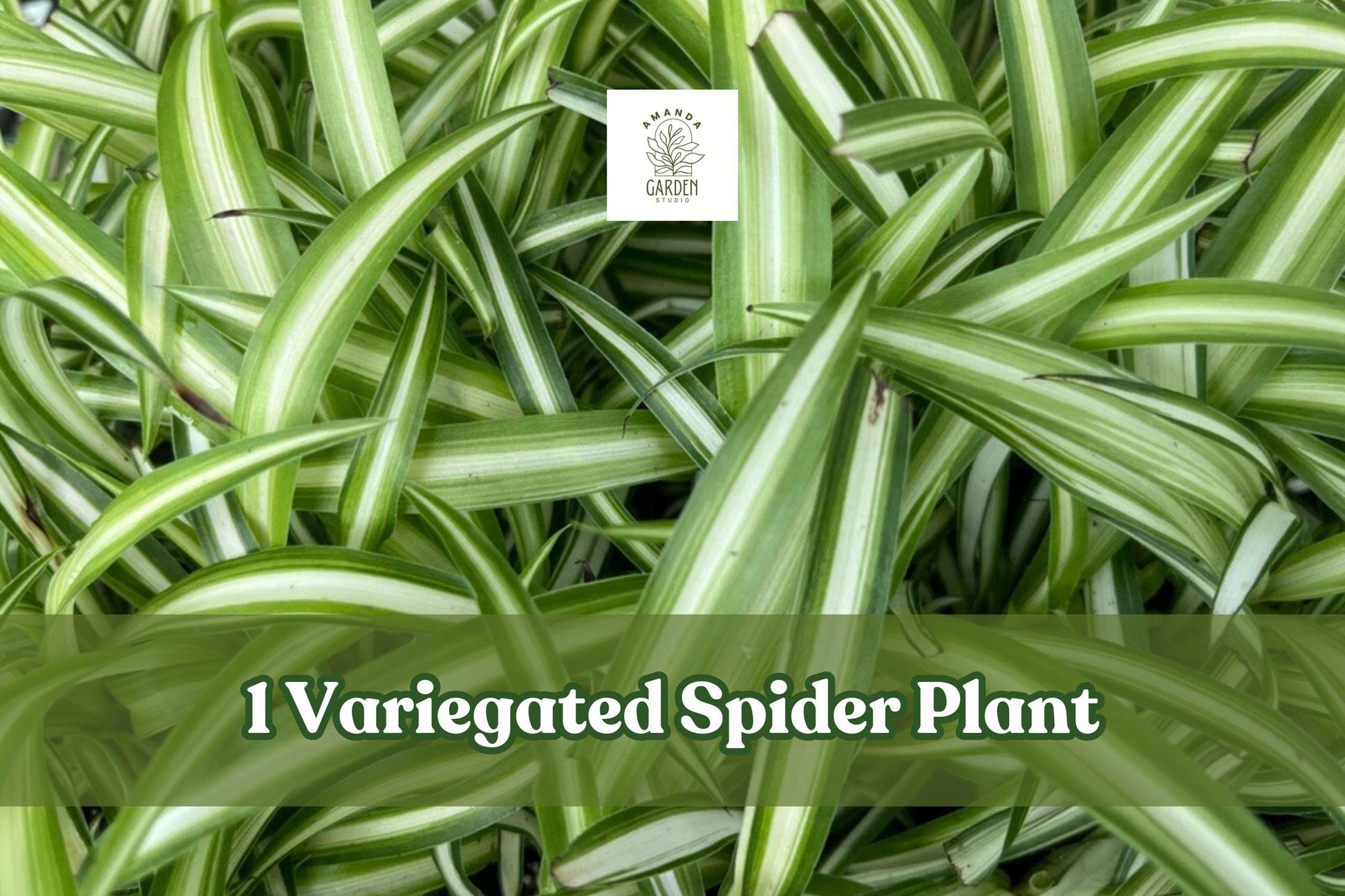 Variegated Spider Plant Live Plug, Chlorophytum Comosum, Indoor Houseplant, Hanging Basket, Foliage Plant