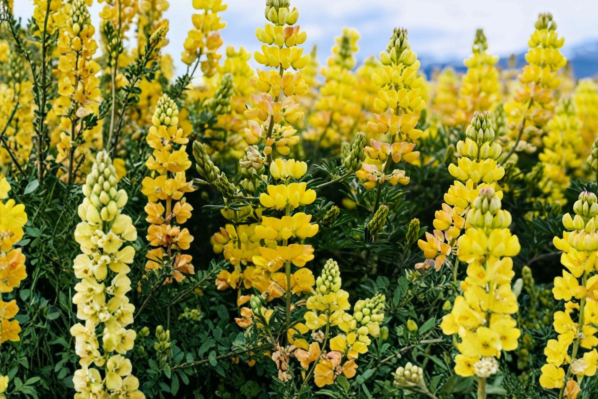 Yellow Lupine Seeds – Lupinus densiflorus 'Aureus' – Bright Yellow Annual Flower for Borders and Wildflower Gardens