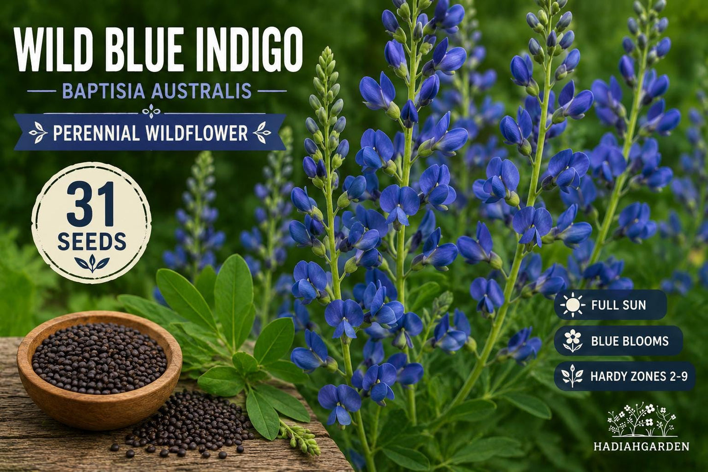 Wild Blue Indigo Seeds – Baptisia australis Perennial Wildflower for Native Gardens and Pollinator Landscapes