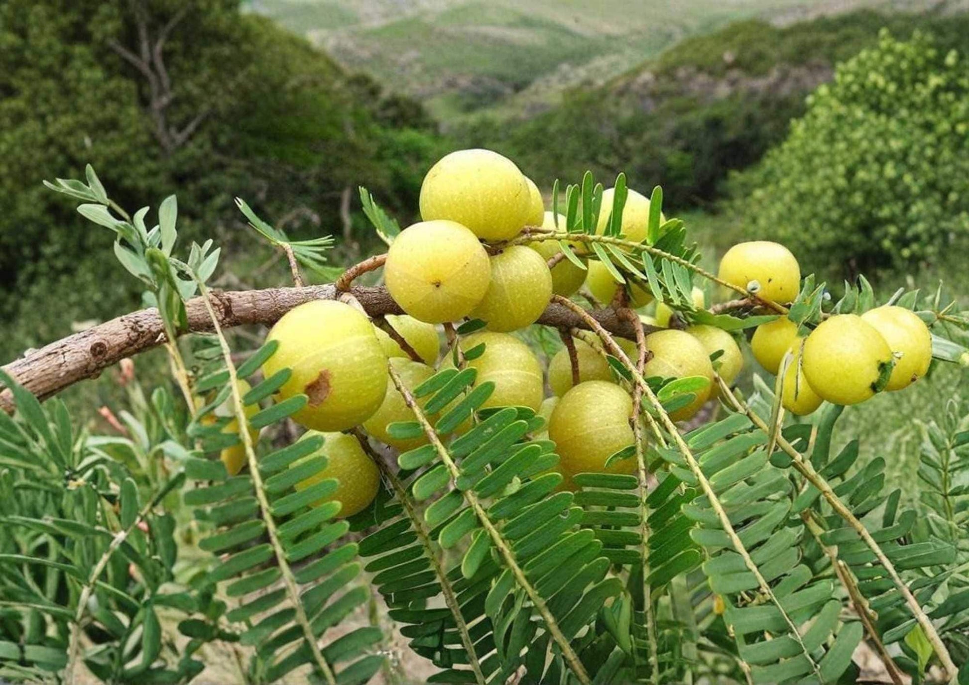 Indian Gooseberry Live Tropical Fruit Tree – Emblica officinalis, Amla Tree, Edible Green Fruit, Tropical Landscape Plant