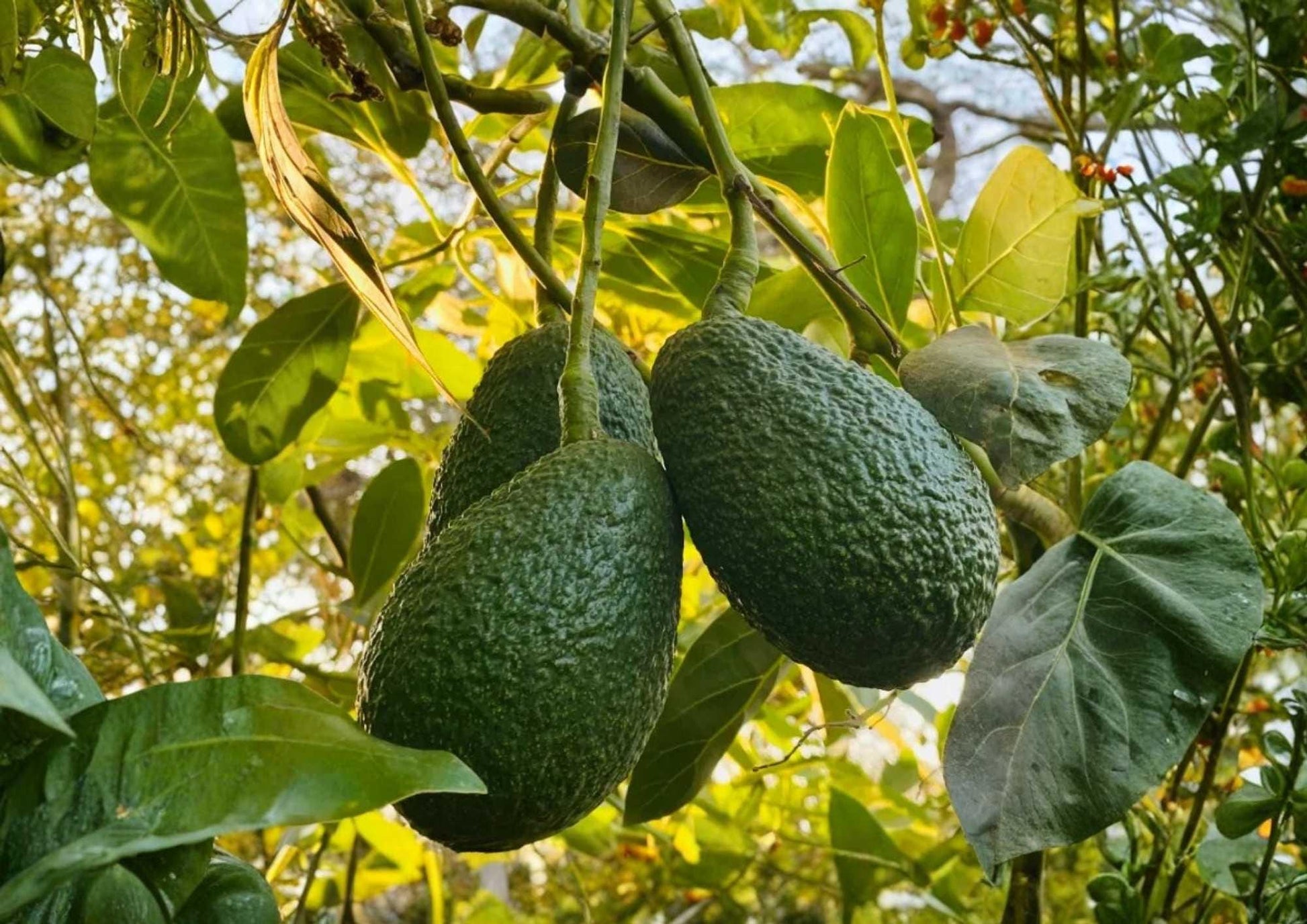 Hass Avocado Live Fruit Tree – Persea americana, 12-24 Inch Starter Plant for Backyard Garden, Container Growing, Warm Climate