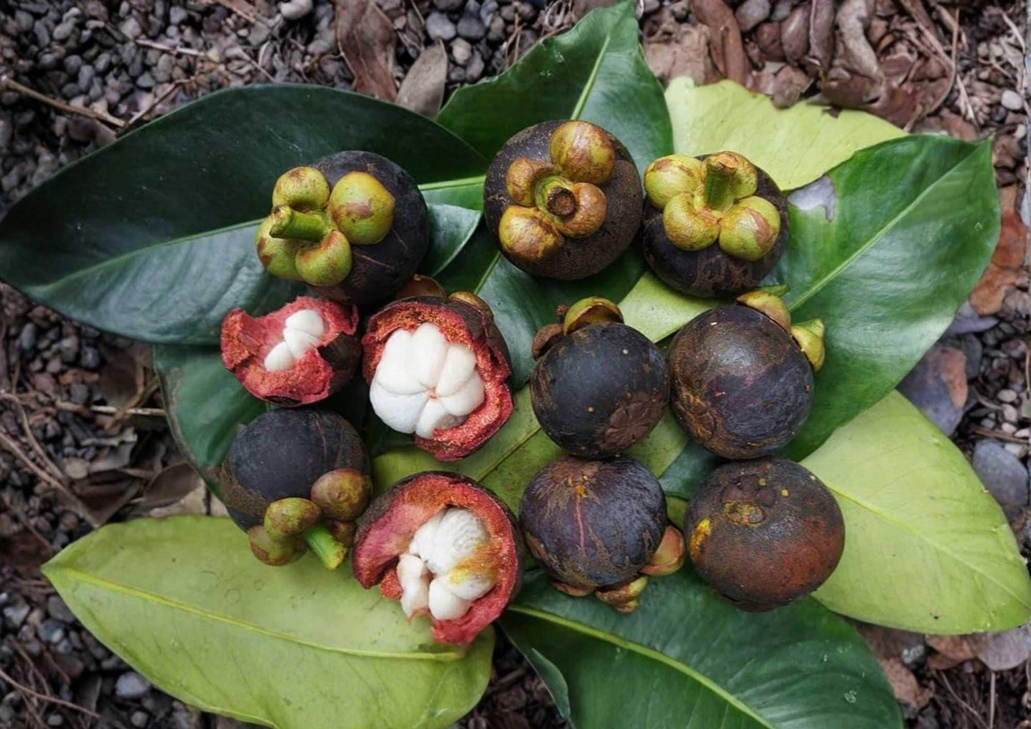 Mangosteen Live Fruit Tree – Garcinia mangostana, 12-24 inch tropical evergreen plant for edible gardens and exotic fruit cultivation