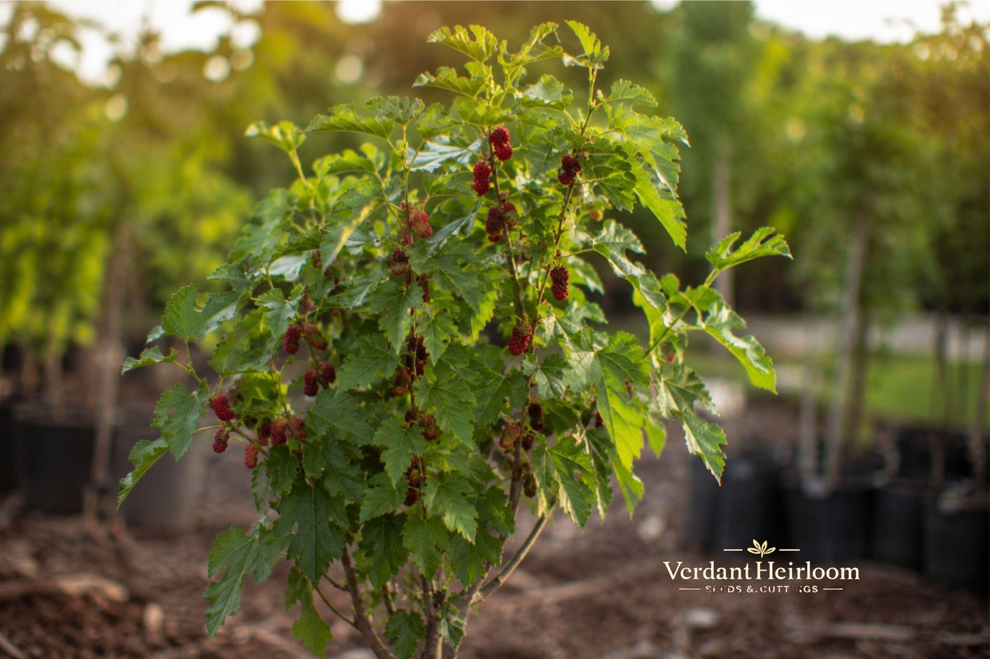 Red Mulberry Tree Cuttings – 12 Unrooted Live Plants, Morus spp., 6–8 Inches, Deciduous Outdoor Tree for Garden & Landscape