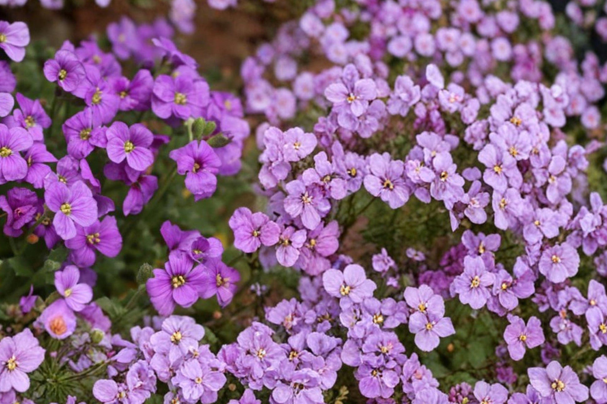 Purple Rockcress Seeds – Aubrieta deltoidea Perennial Groundcover for Rock Gardens and Borders, 385 Seeds