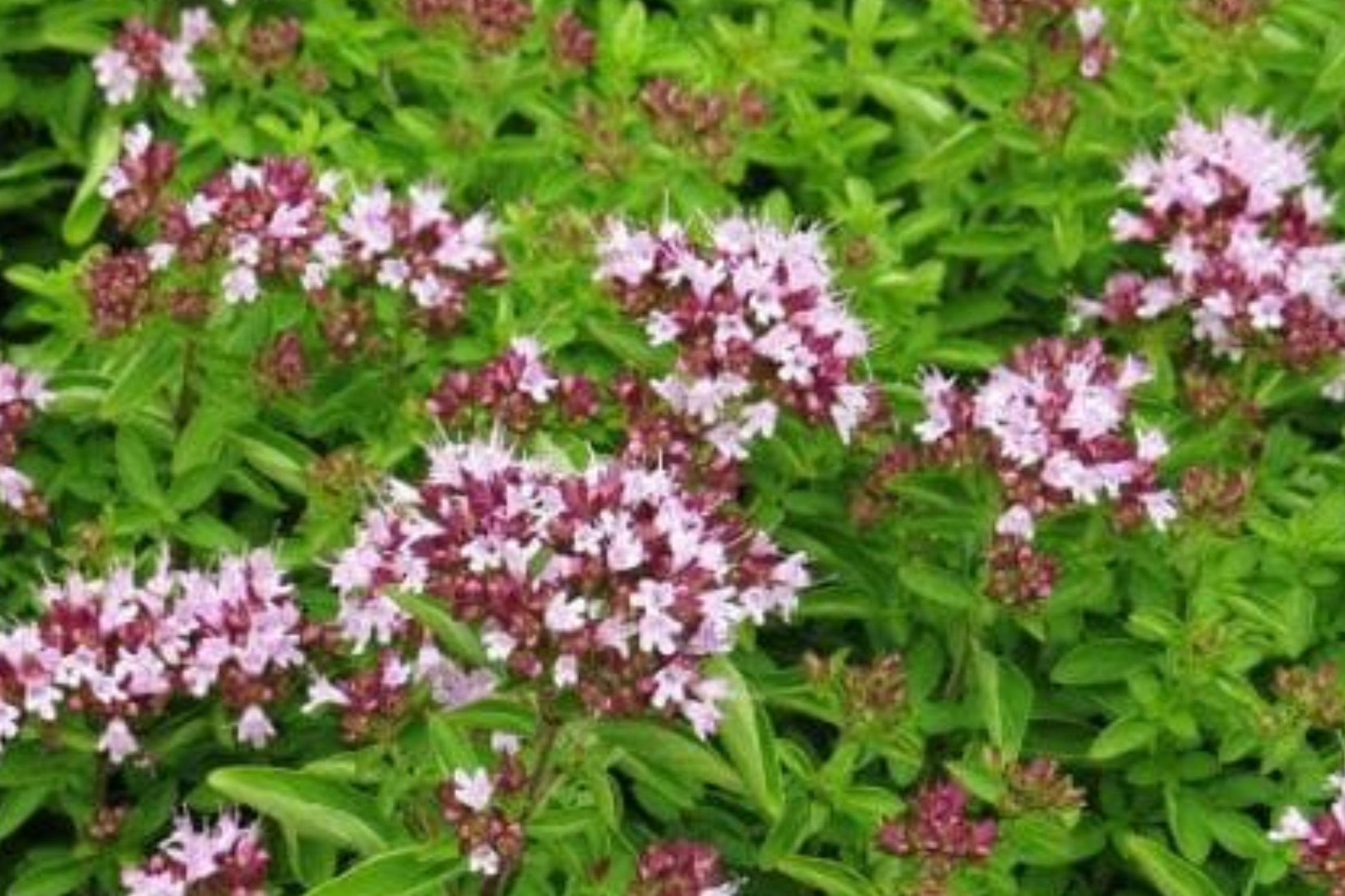 Oregano Seeds 750 Pack – Perennial Herb, Aromatic Foliage, Edible, Origanum vulgare, Culinary Herb Seeds