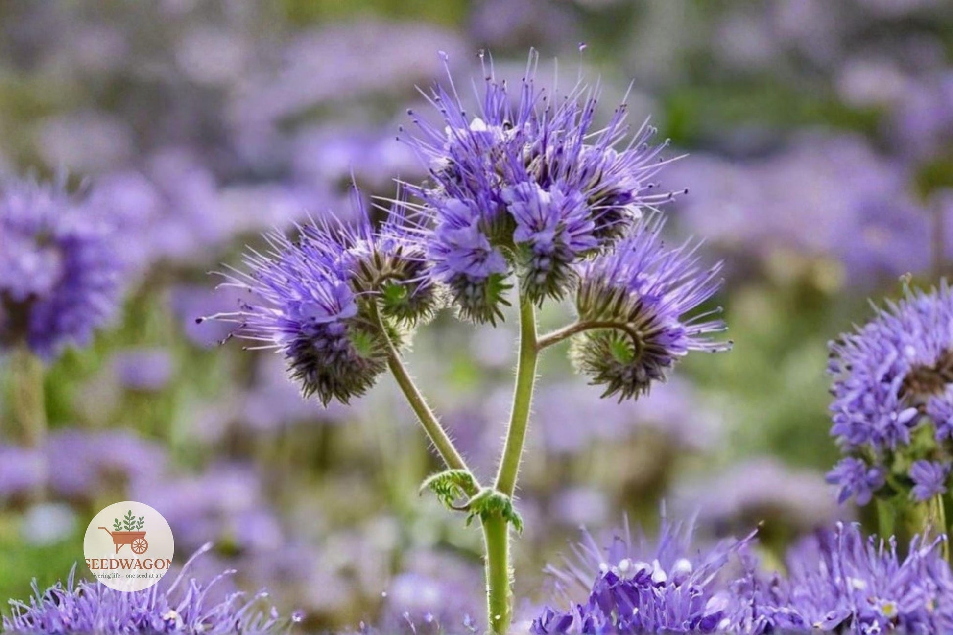plant seeds, wildflower seeds, bee garden plants, pollinator flowers, lavender wildflowers, annual flower seeds, cottage garden plants, meadow planting seeds, natural landscape seeds, butterfly attractor, cover crop seeds, bee-friendly plants, purple flower seeds