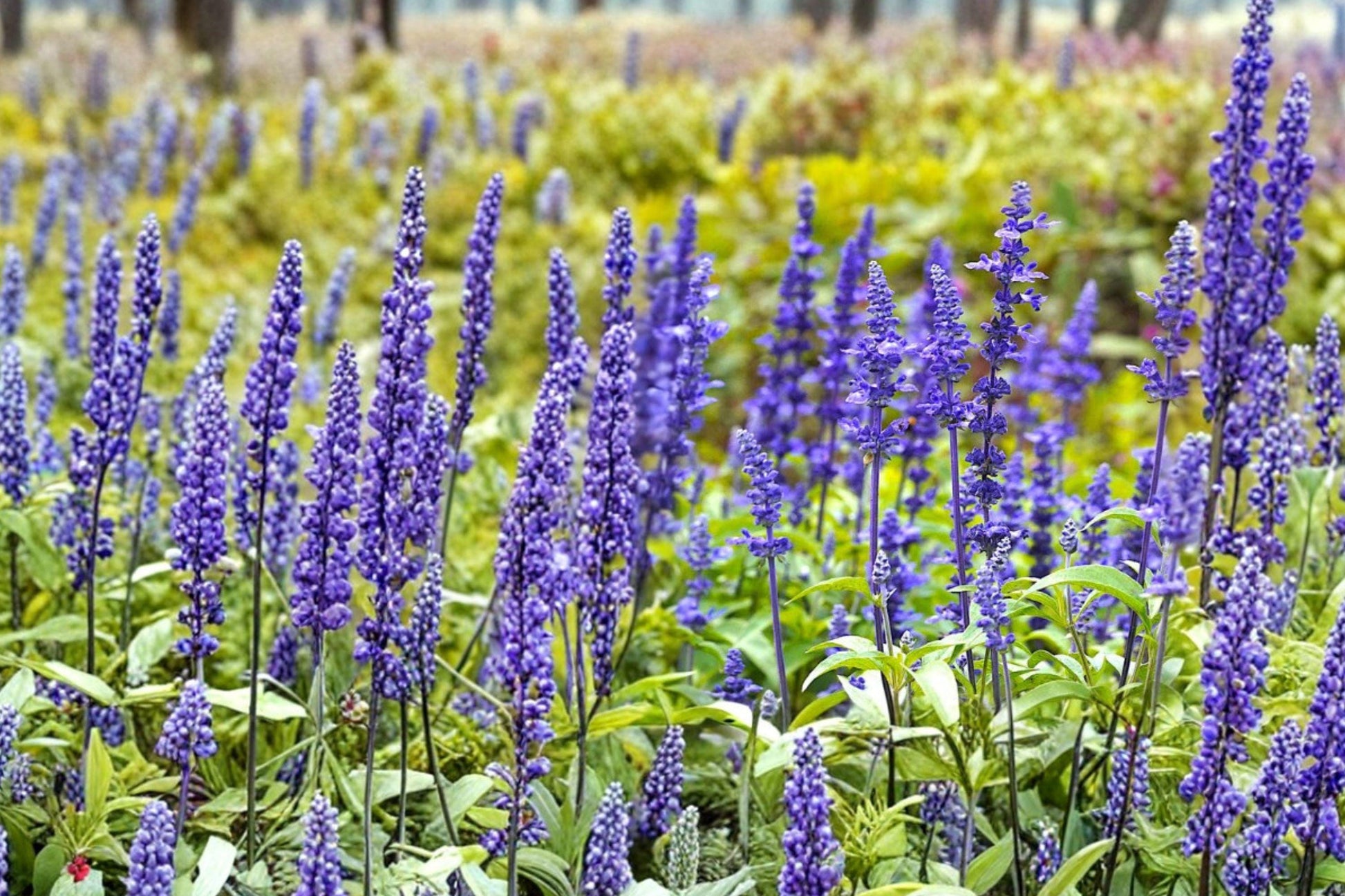 Blue Sage Seeds – 150 Salvia farinacea Perennial Flower Seeds for Pollinator Gardens and Borders