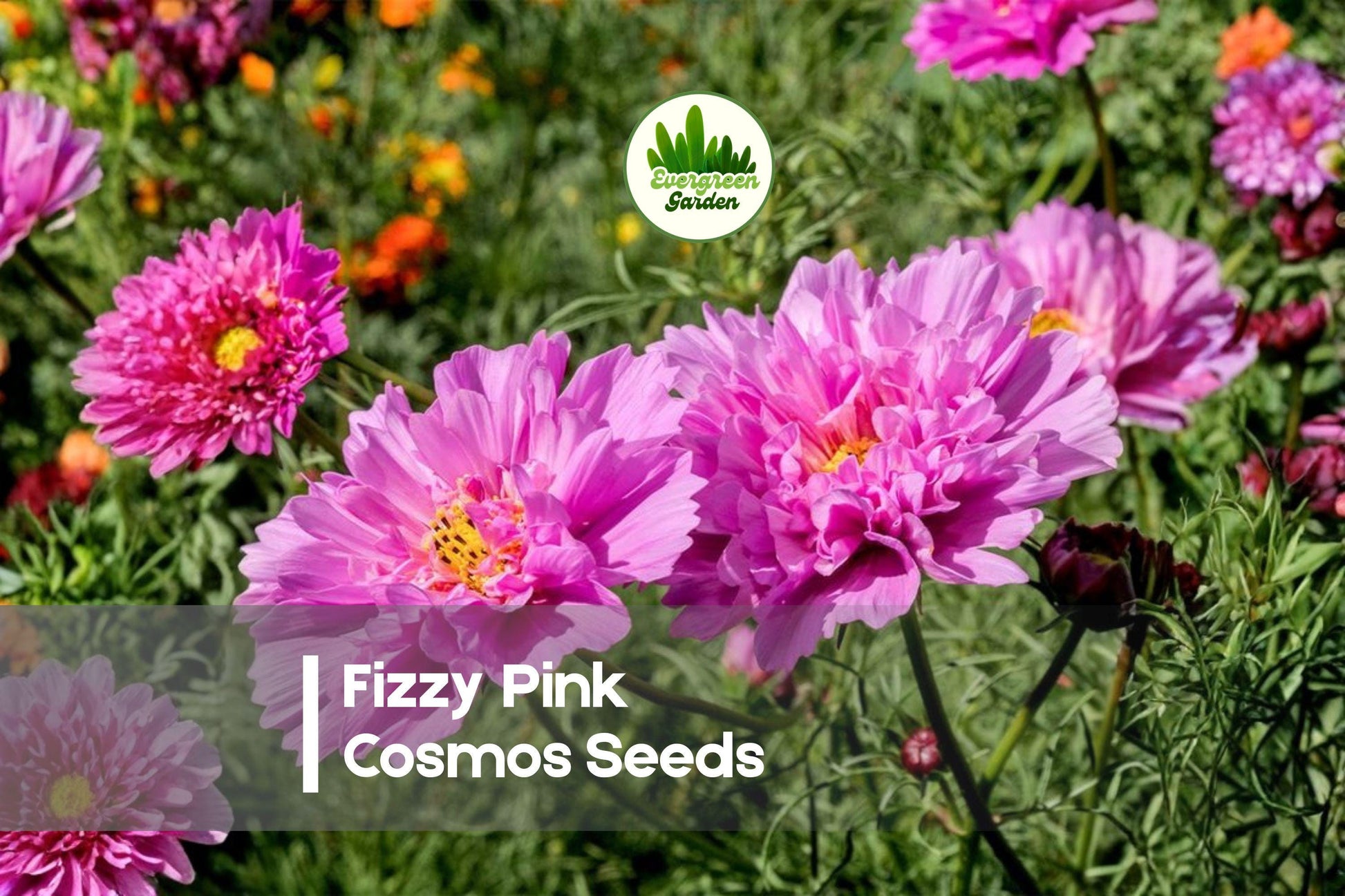 200 Fizzy Pink Cosmos Seeds - Pink Frilled Blooms, Cosmos bipinnatus, Cottage Garden, Pollinator Friendly, Summer to Fall