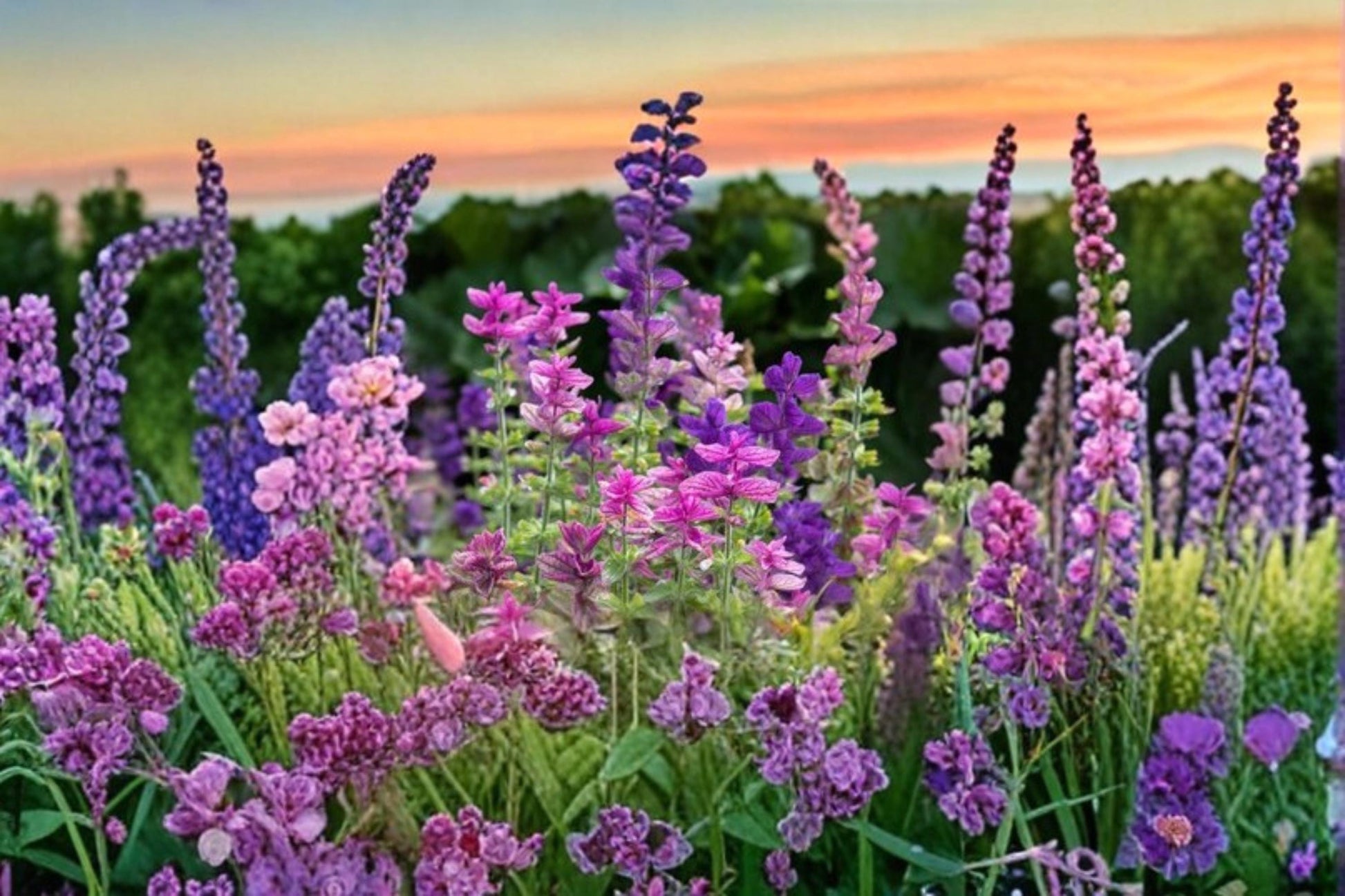 Clary Sage Tricolor Mix Seeds – Salvia sclarea Flowering Herb for Garden Beds & Borders, Full Sun, 100 Seeds