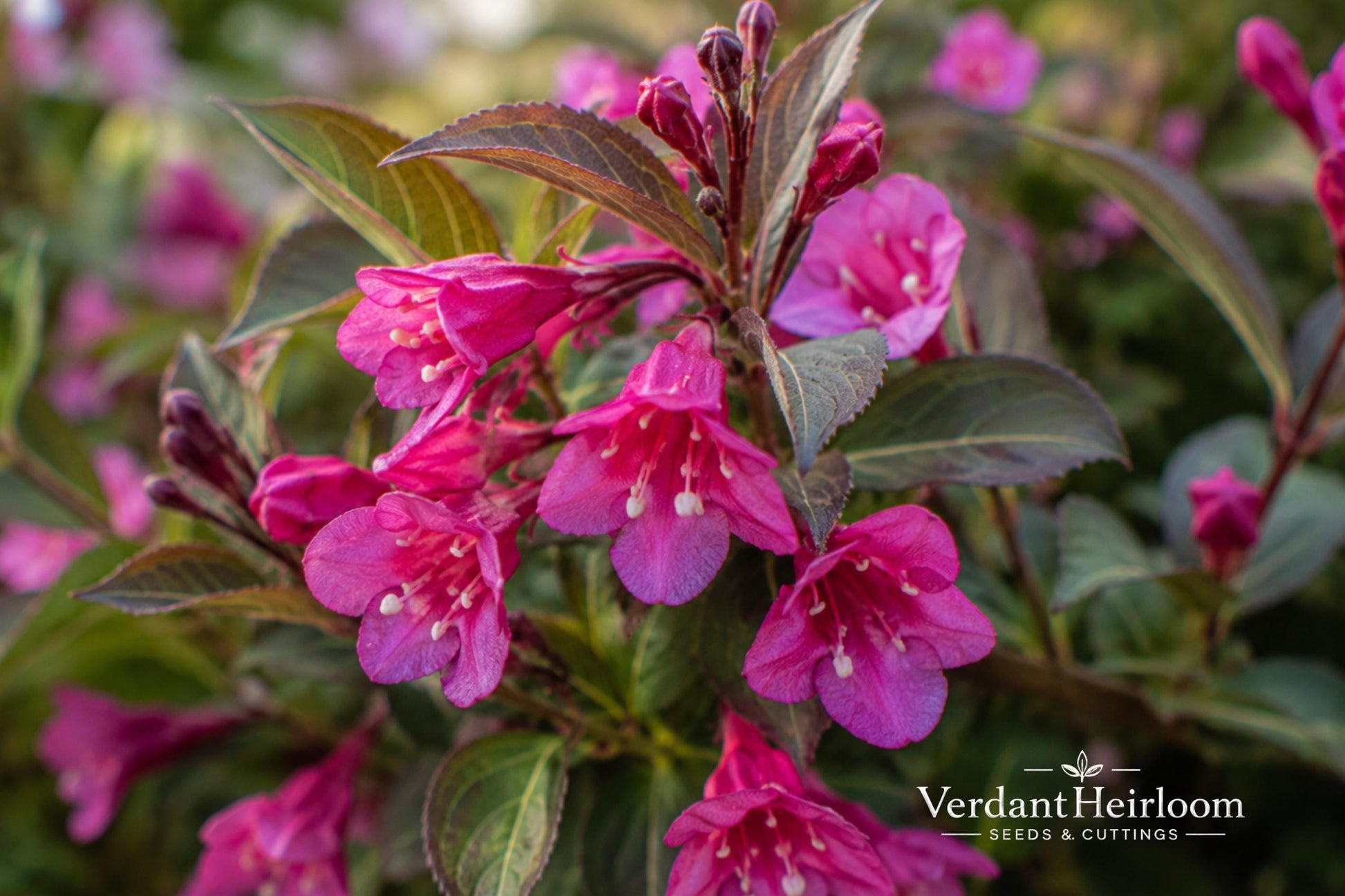 Minuet Weigela Bare Root Shrub – Compact Flowering Plant with Bright Pink Blooms – Weigela florida 'Minuet'