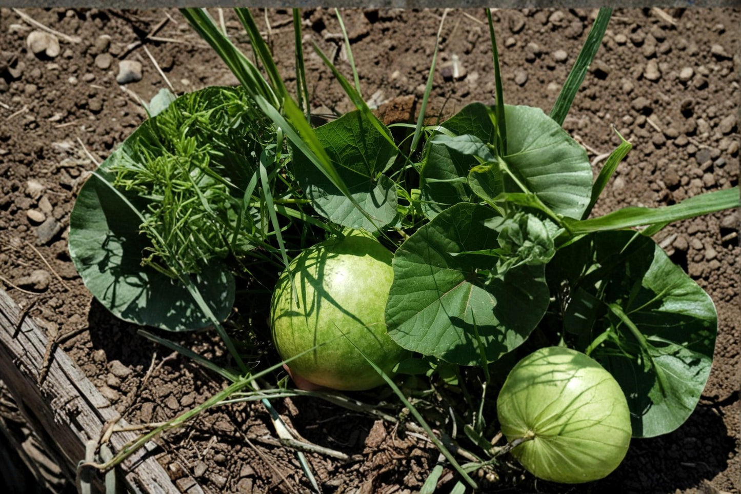 Bushel Gourd Seeds – Lagenaria siceraria, Large Round Ornamental & Edible Vining Plant for Garden Beds