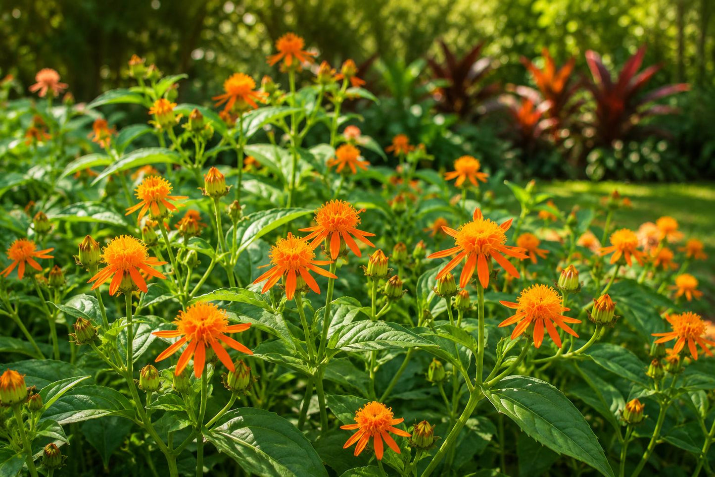 Mexican Flame Vine Plant - Tropical Butterfly Flower - Yellow-Orange Blooms - Senecio confusus