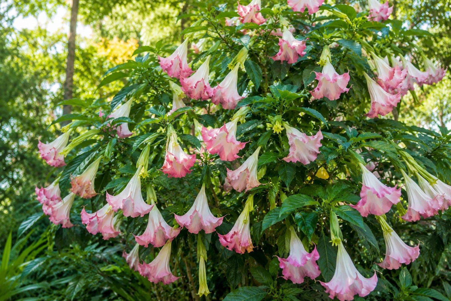 Catalpa Tree Live Plant in Quart Pot, Arrow-Shaped Leaves, Catalpa speciosa, Deciduous Shade Tree for Garden or Landscaping