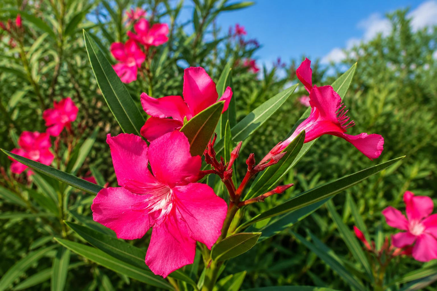 Calypso Nerium Oleander Semi-Tropical Plant with Hot Pink Flowers, Salt Tolerant, Coastal Garden, Indoor or Outdoor Container Plant