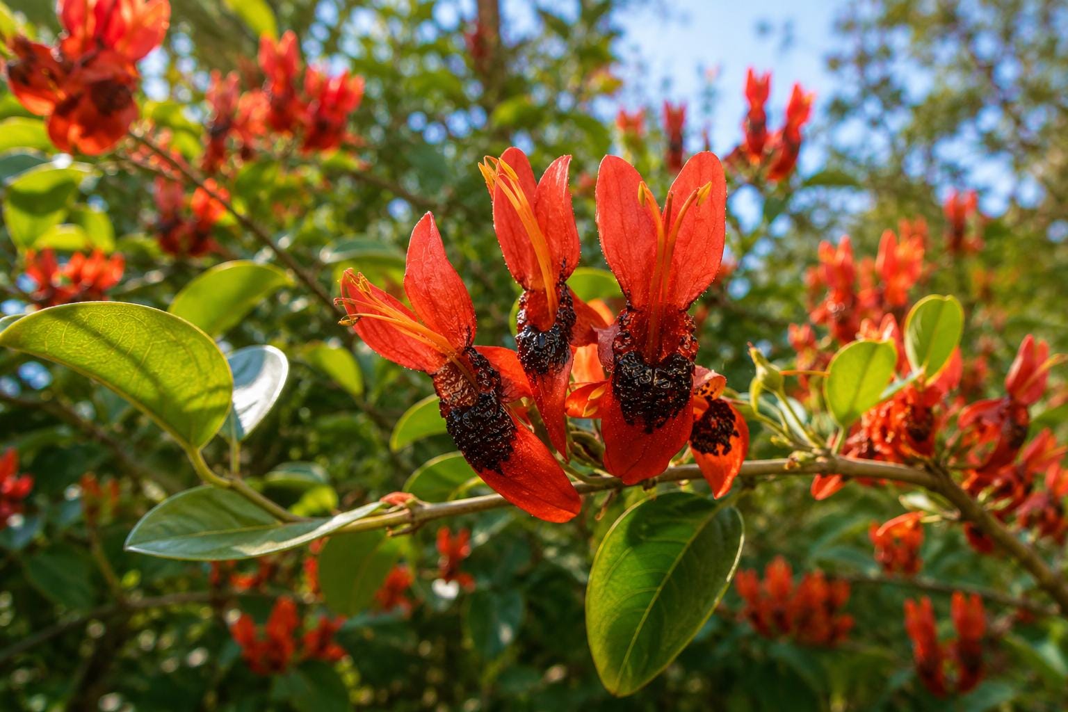 Hummingbird Bush Plant - Tropical Orange Flowers - Attracts Hummingbirds - Tecomaria capensis - Garden Shrub
