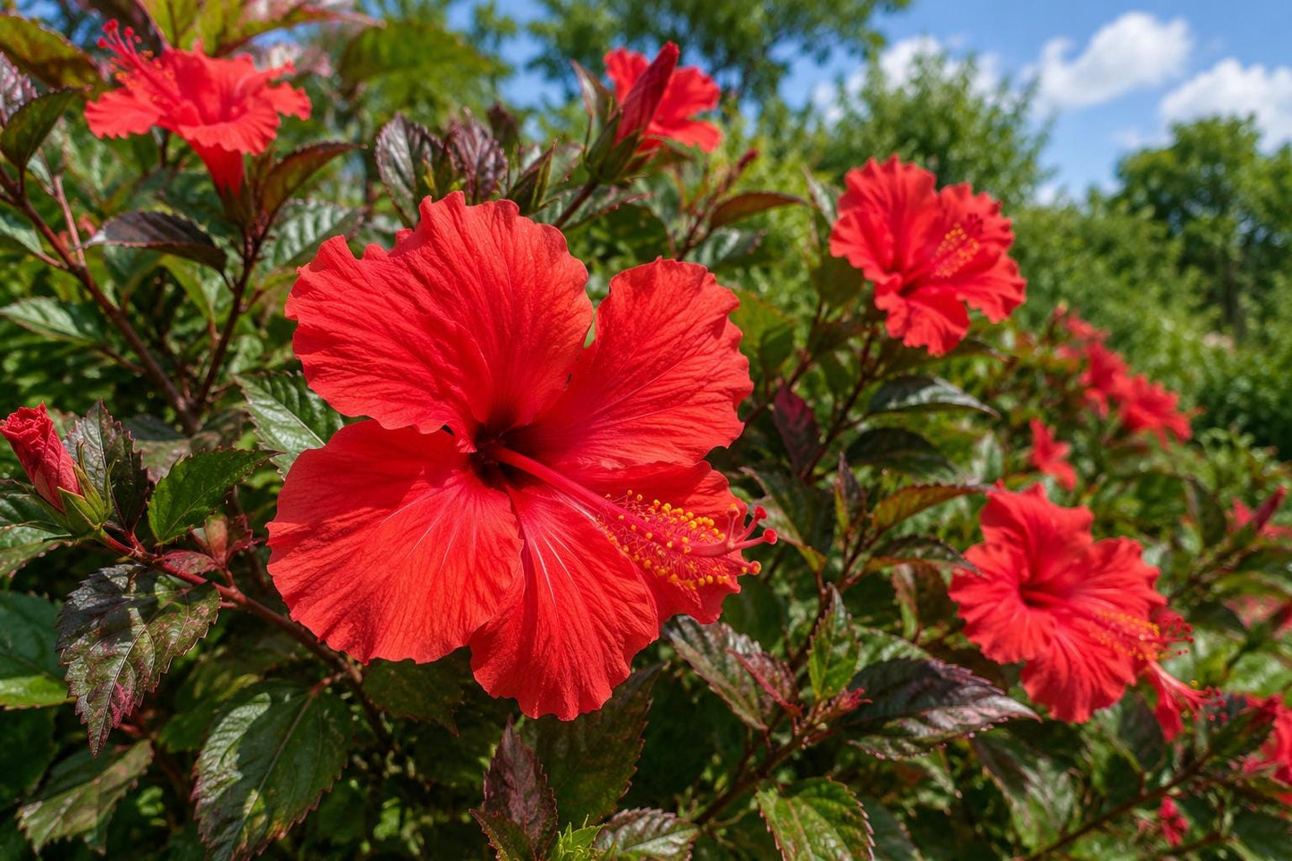Tropical Hibiscus Plant - Rose Queen Variegated Leaves - Hibiscus rosa-sinensis - 4-Inch Pot