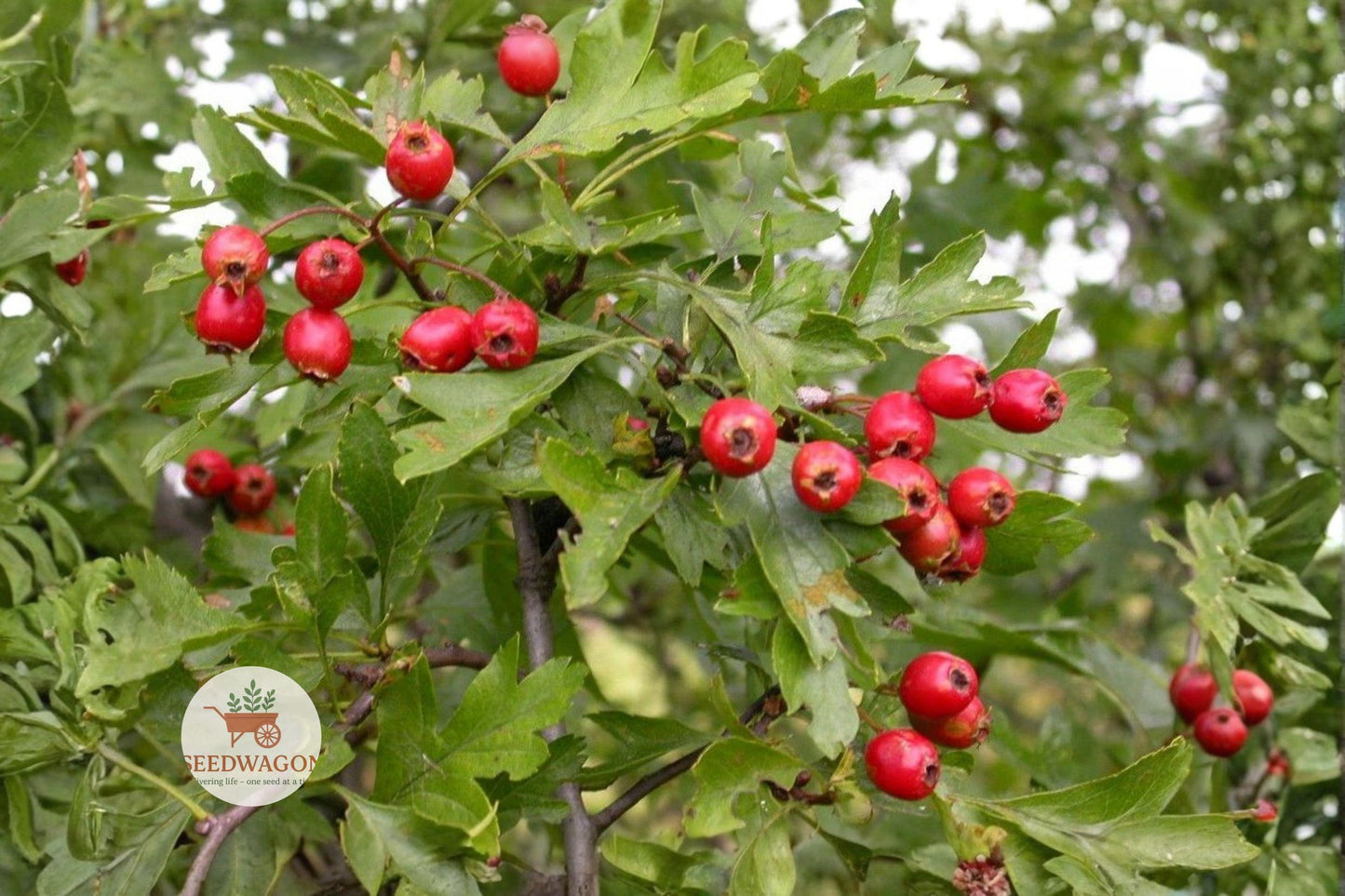 Hawthorn Seeds,Crataegus Monogyna,Wildlife Garden,Ornamental Tree,Flowering Hedge,Red Fruit Seeds,Bonsai Planting,Spring Bloom Tree,Edible Fruit Seeds,Native European Tree,Pollinator Friendly,Garden Hedge Seeds,Deciduous Tree Seeds