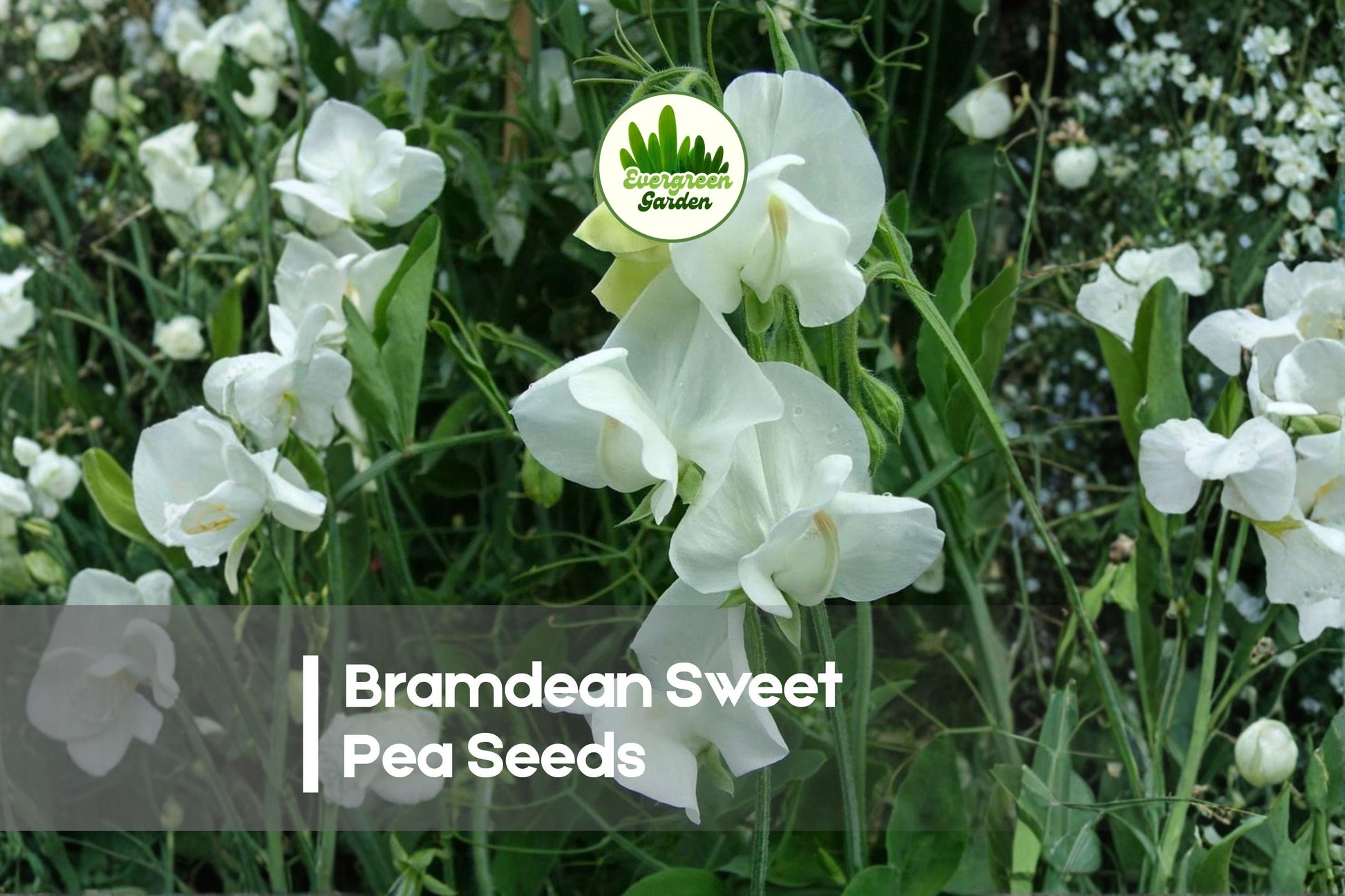 50+ Bramdean Sweet Pea Seeds, Pink Fragrant Climbing Vine for Gardens & Cut Flowers, Lathyrus odoratus