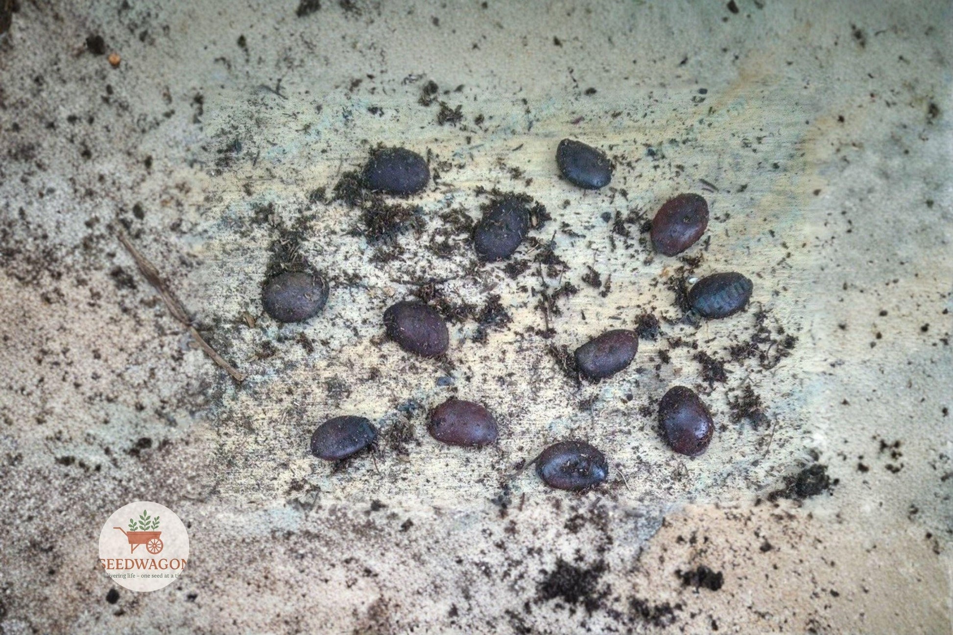 American Persimmon seeds,Native fruit tree,Stratified seeds,Orange fruit seeds,Deciduous tree seeds,Wildlife garden seeds,Edible landscape seeds,Hardy fruit tree seeds,Fall foliage seeds,Orchard planting seeds,Native American seeds,Fruit tree propagation,Wildlife food source