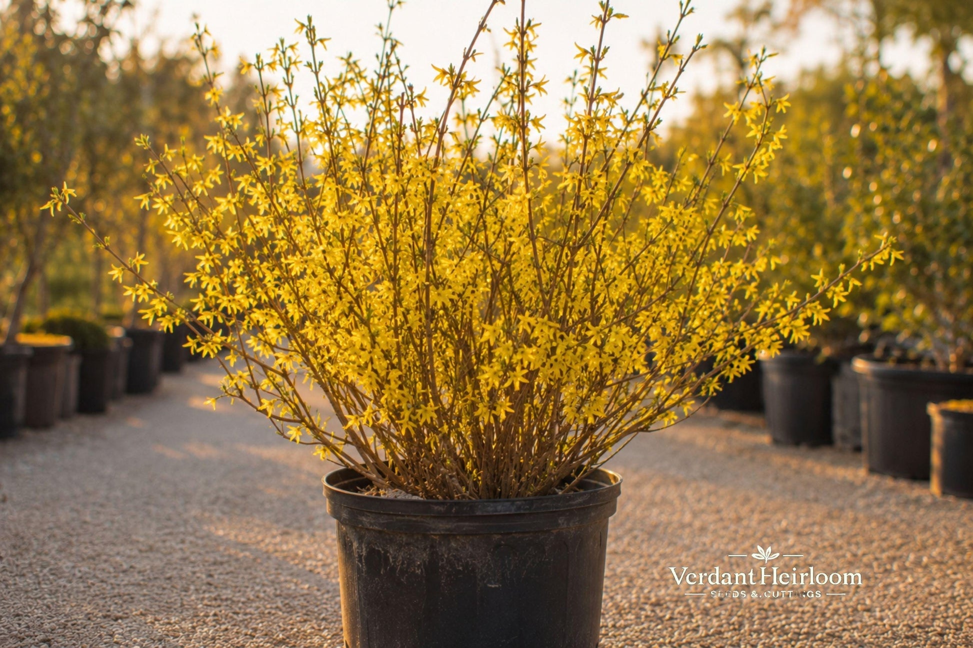 Forsythia Bush Cuttings 12 Unrooted Live Plants 6–8 Inches Bright Yellow Flowers Garden Shrubs
