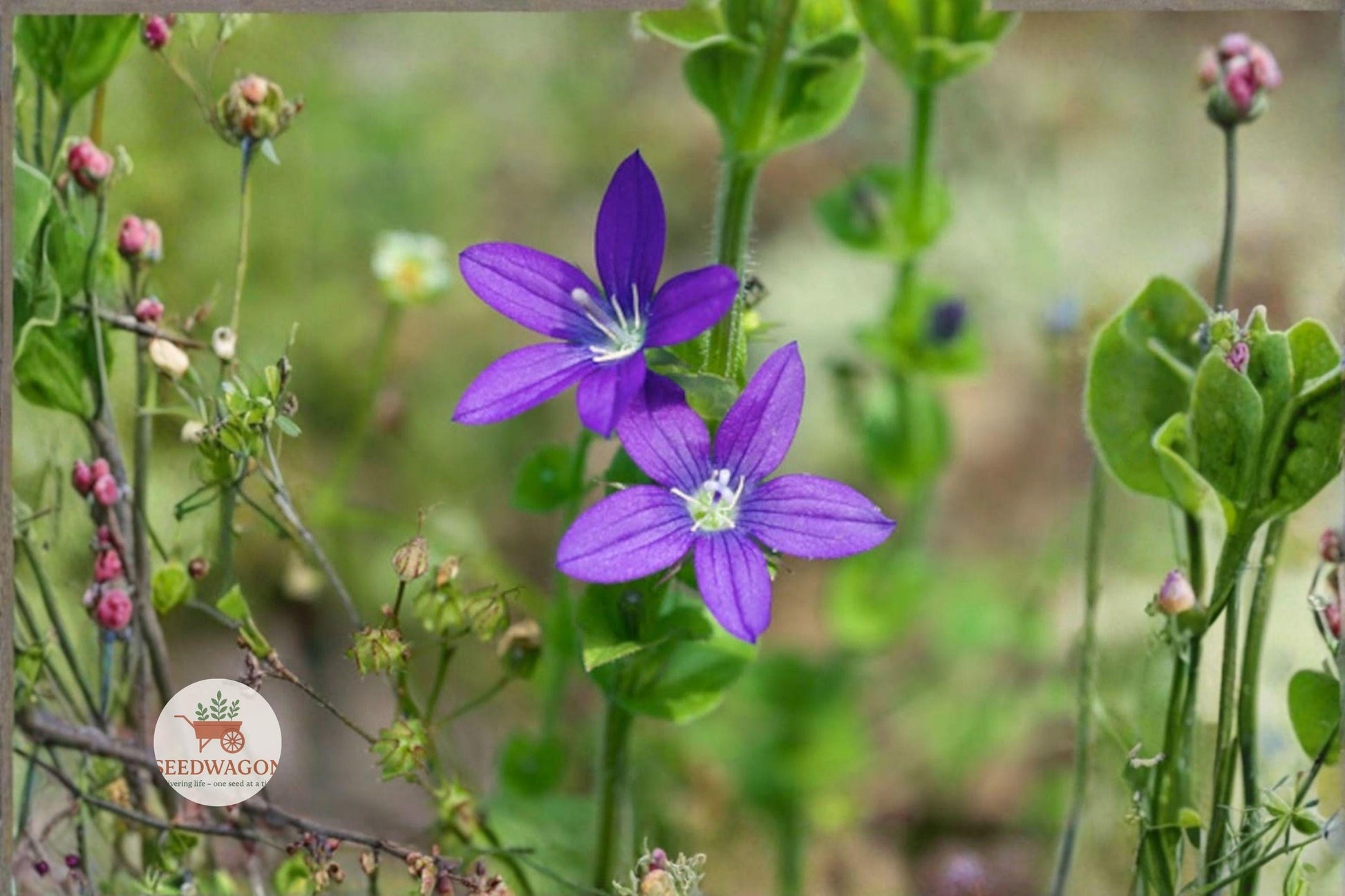 venus looking glass seeds, native wildflower seeds, purple wildflower seeds, annual flower seeds, pollinator garden seeds, meadow wildflower seeds, cottage garden seeds, native plant seeds, violet flower seeds, butterfly attractant seeds, low-maintenance seeds, naturalized landscape seeds, spring summer bloom seeds