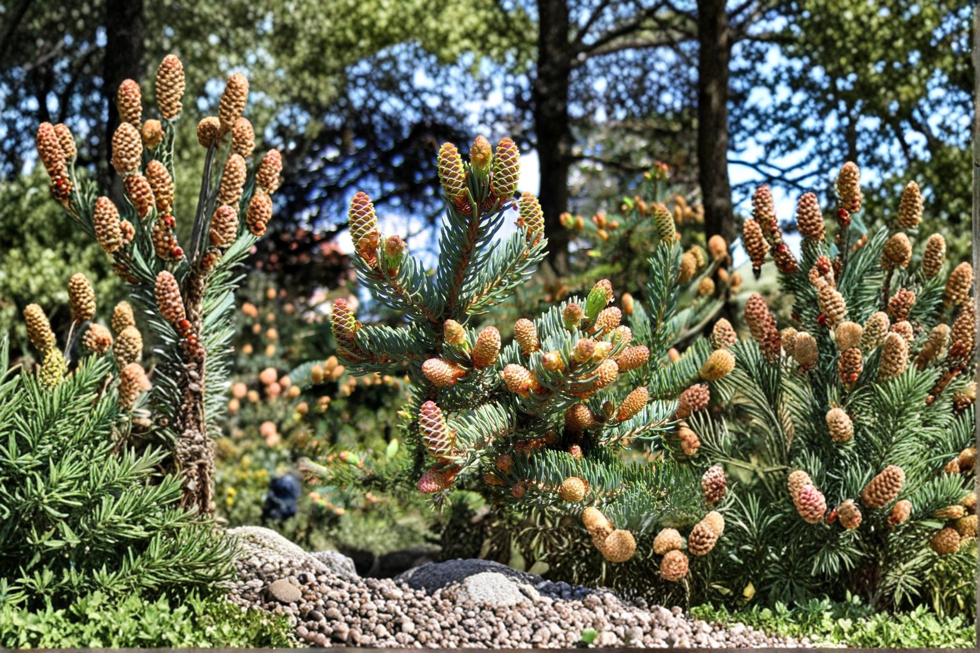 White Spruce Seeds – Picea glauca Evergreen Conifer Tree for Landscaping & Garden Planting