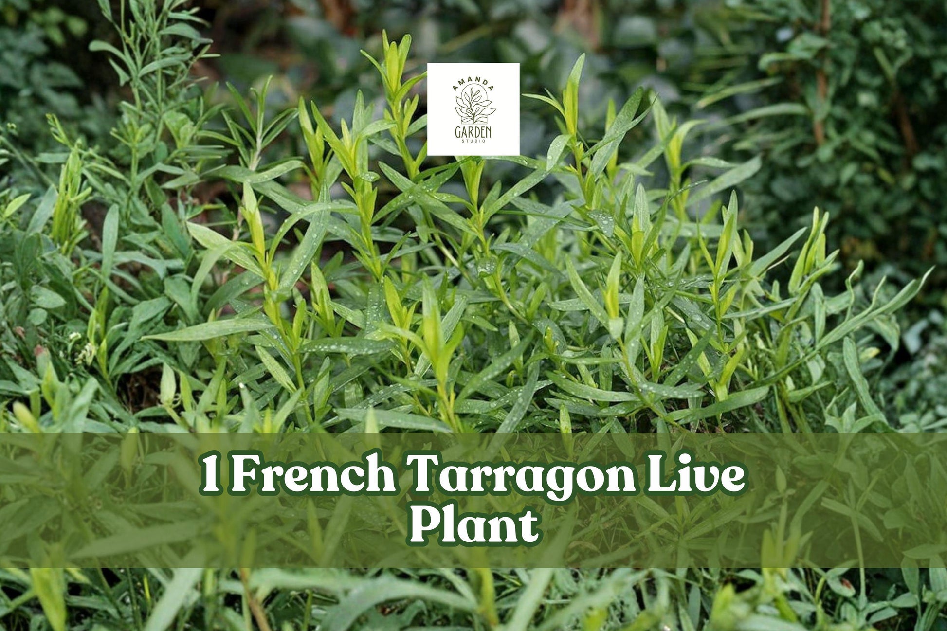 French Tarragon Live Herb Plant Plug – Culinary Herb, Artemisia dracunculus sativa, Green Foliage
