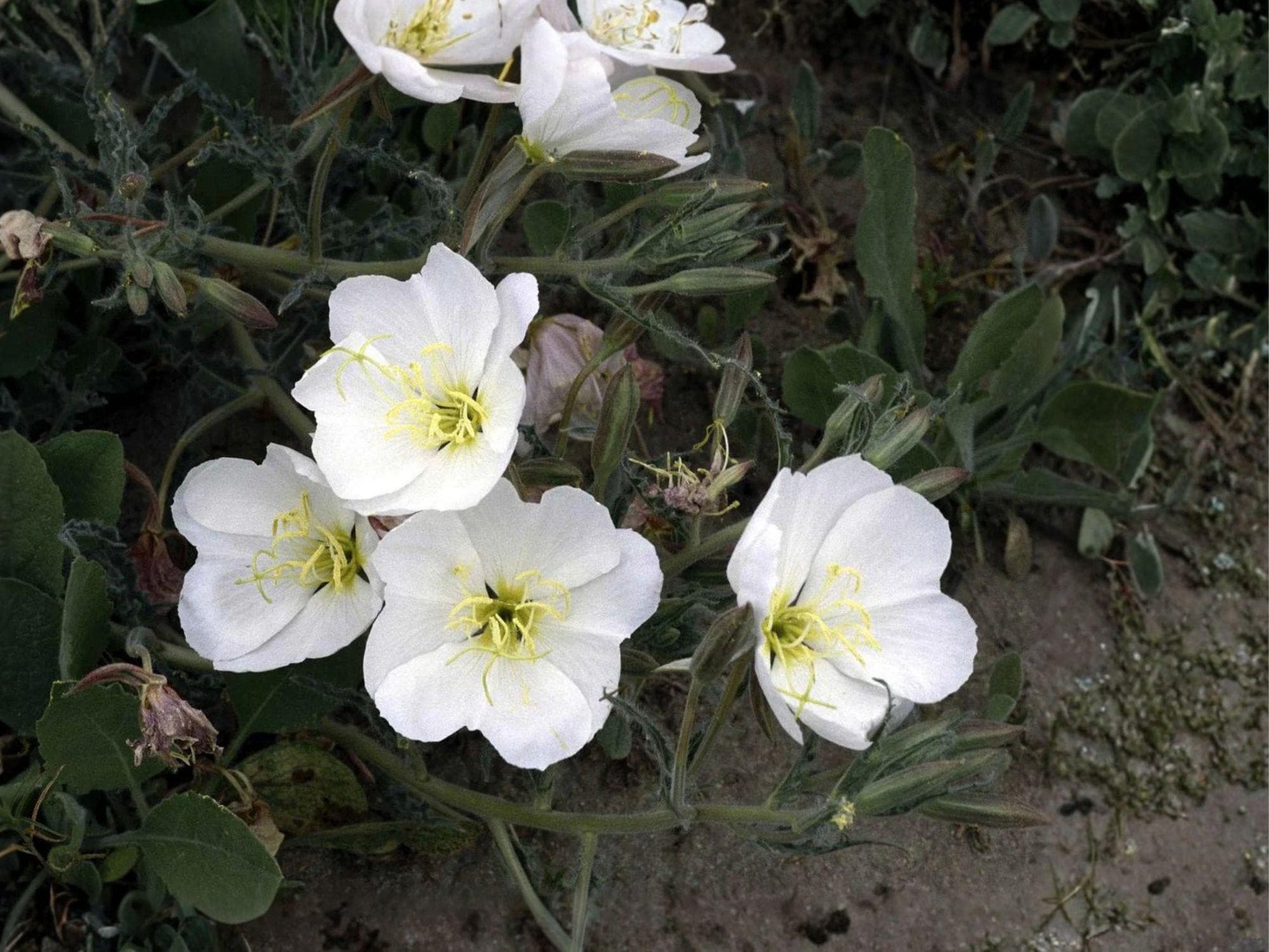 Pale Evening Primrose Seeds | Oenothera Pallida Flower Seeds for Garden Beds & Wildflower Planting | 100 Seeds