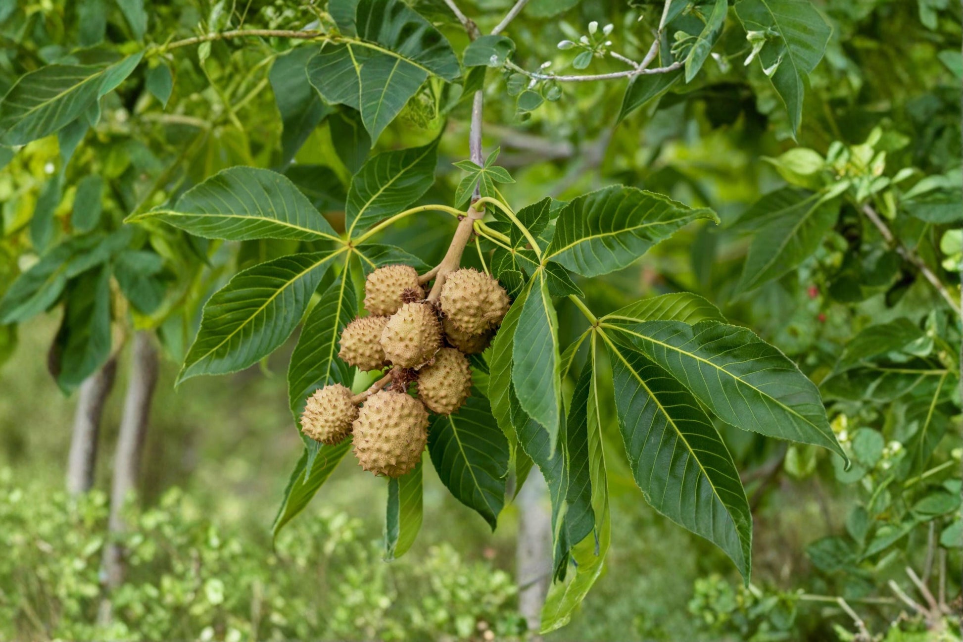 Buckeye Tree Seeds – Aesculus glabra, 2 Pack, Deciduous Nut Tree for Landscaping & Native Gardens