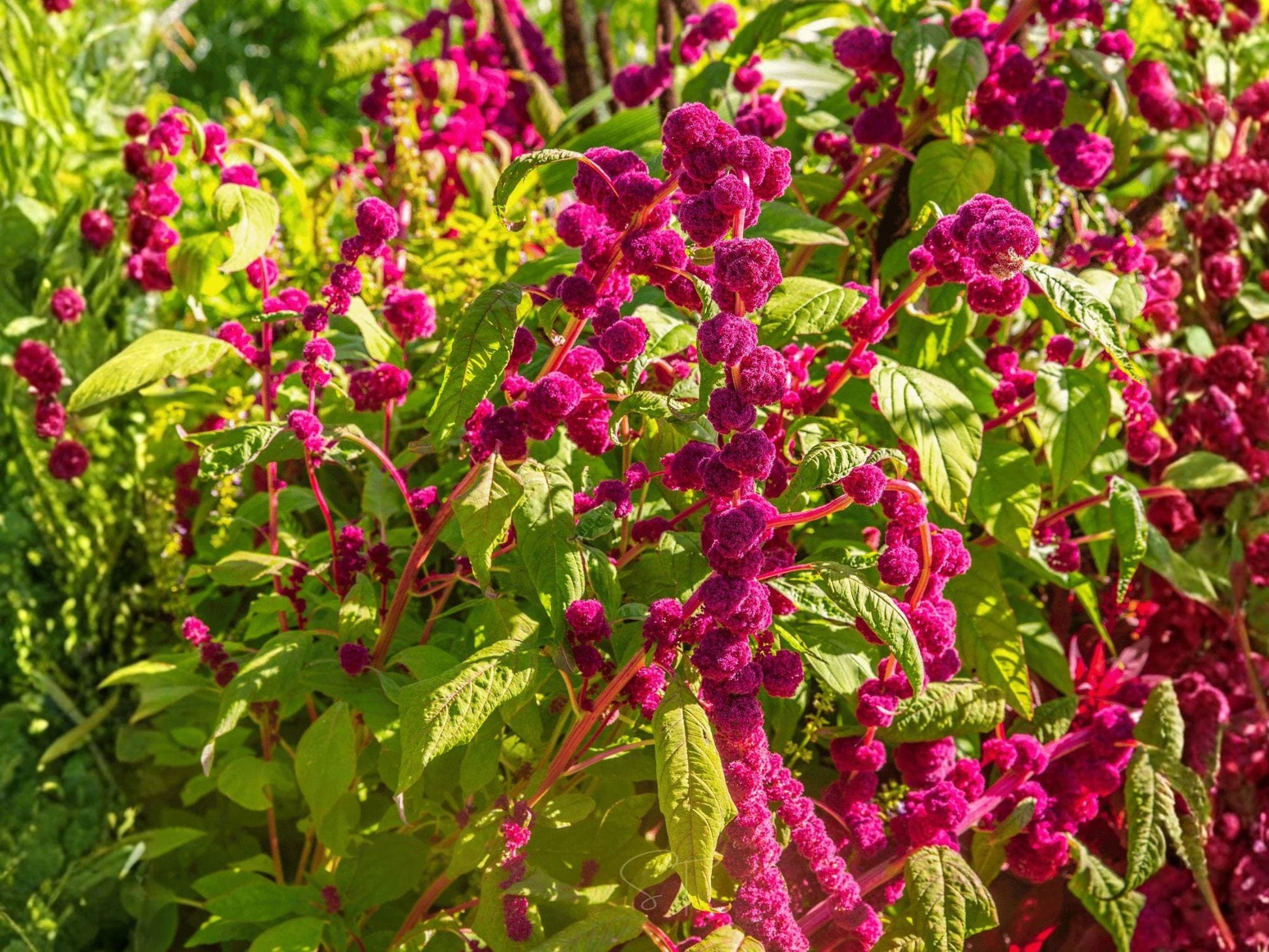 Love Lies Bleeding Flower Seeds | Amaranthus Caudatus Ornamental Plant | Deep Red Tassels, Garden & Landscape Planting