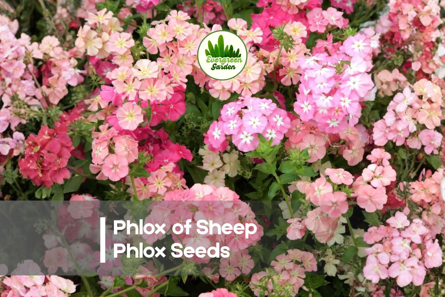 Phlox Seeds | Phlox of Sheep (Phlox drummondii) | Pastel Pink, Lavender, White | Summer Blooming, Pollinator Attractant