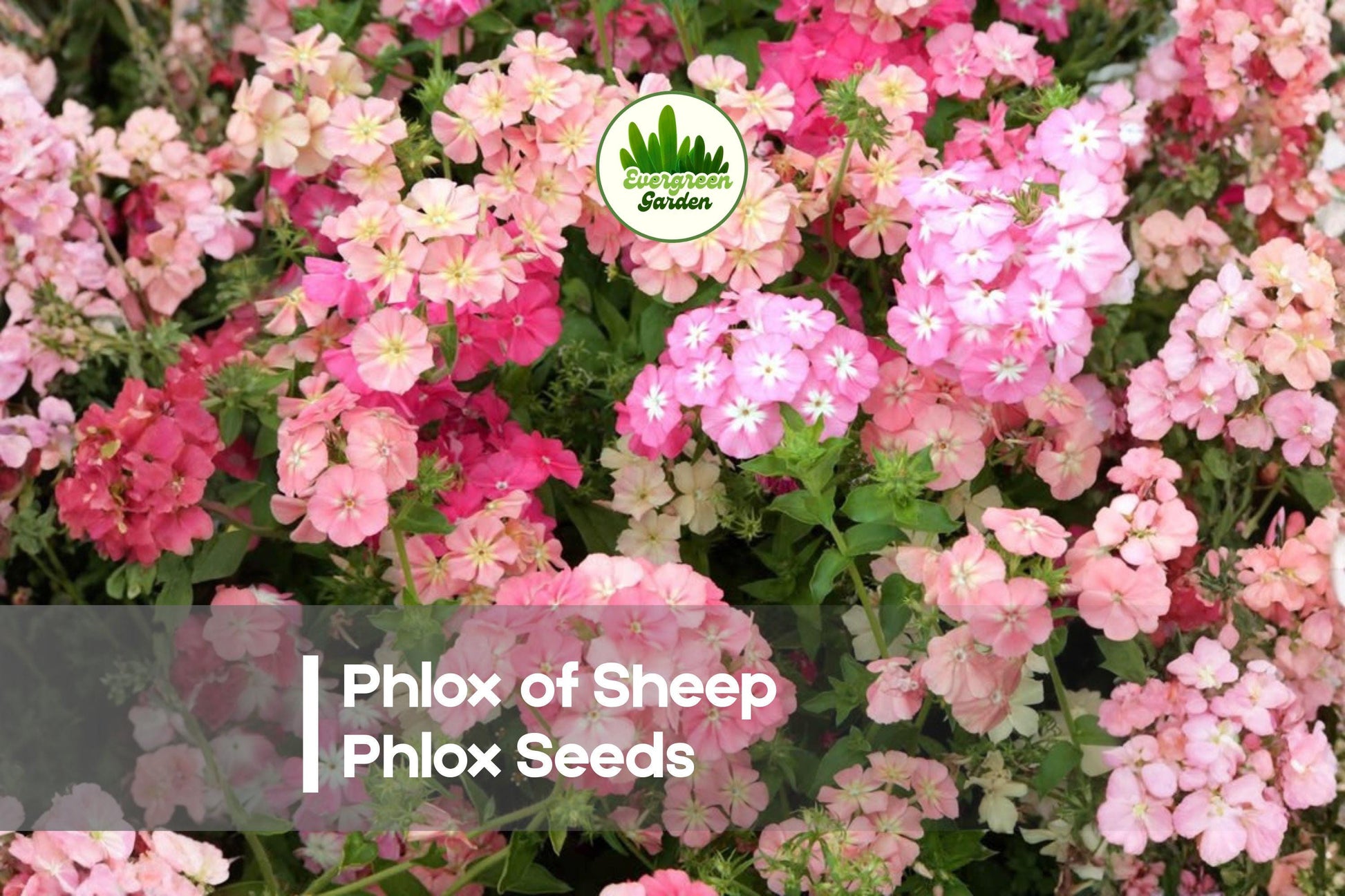 Phlox Seeds | Phlox of Sheep (Phlox drummondii) | Pastel Pink, Lavender, White | Summer Blooming, Pollinator Attractant